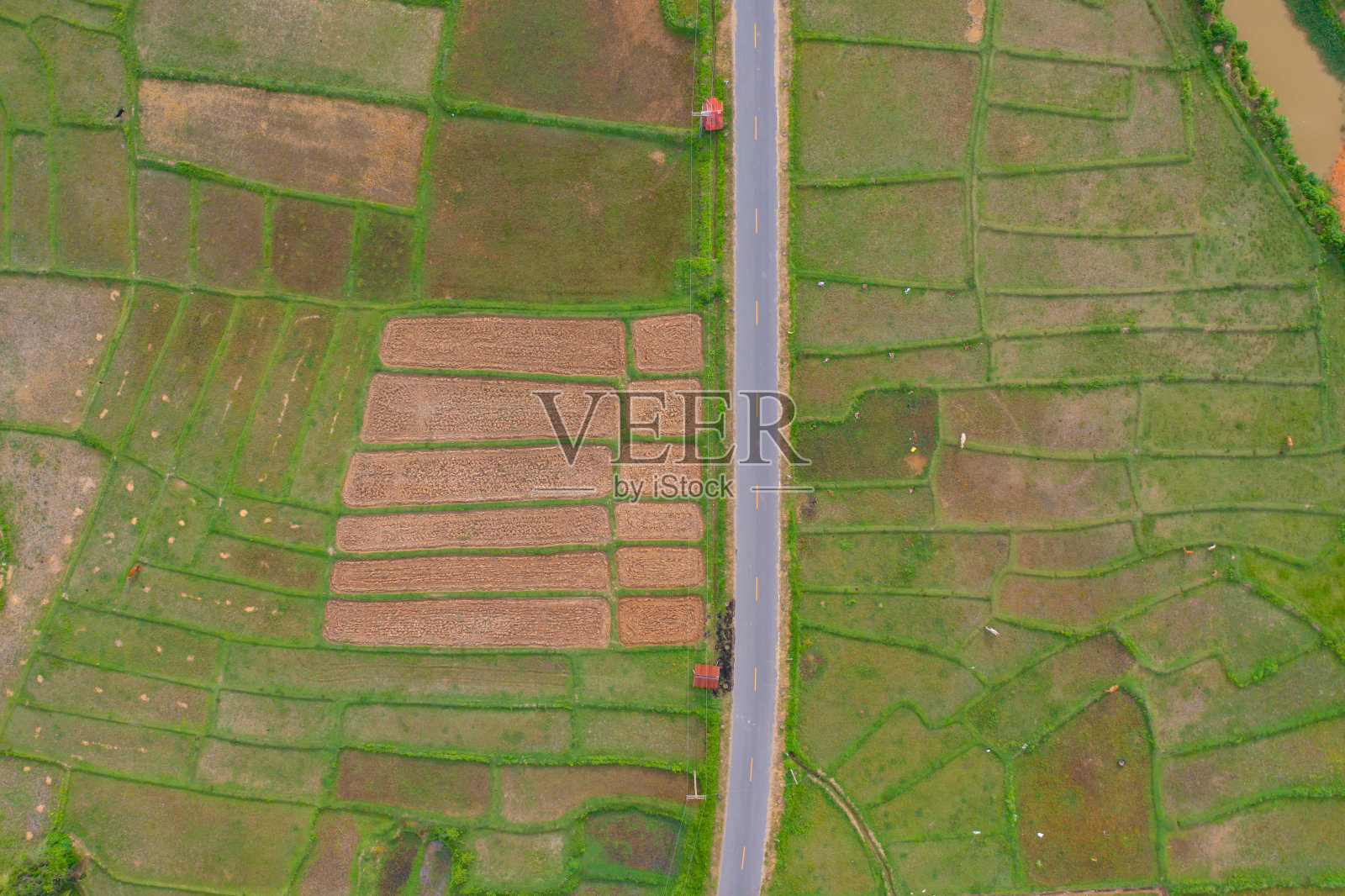 鸟瞰旱草、稻谷、农作物田，绿色山岗农业理念。泰国的自然景观背景。收成。干旱。照片摄影图片