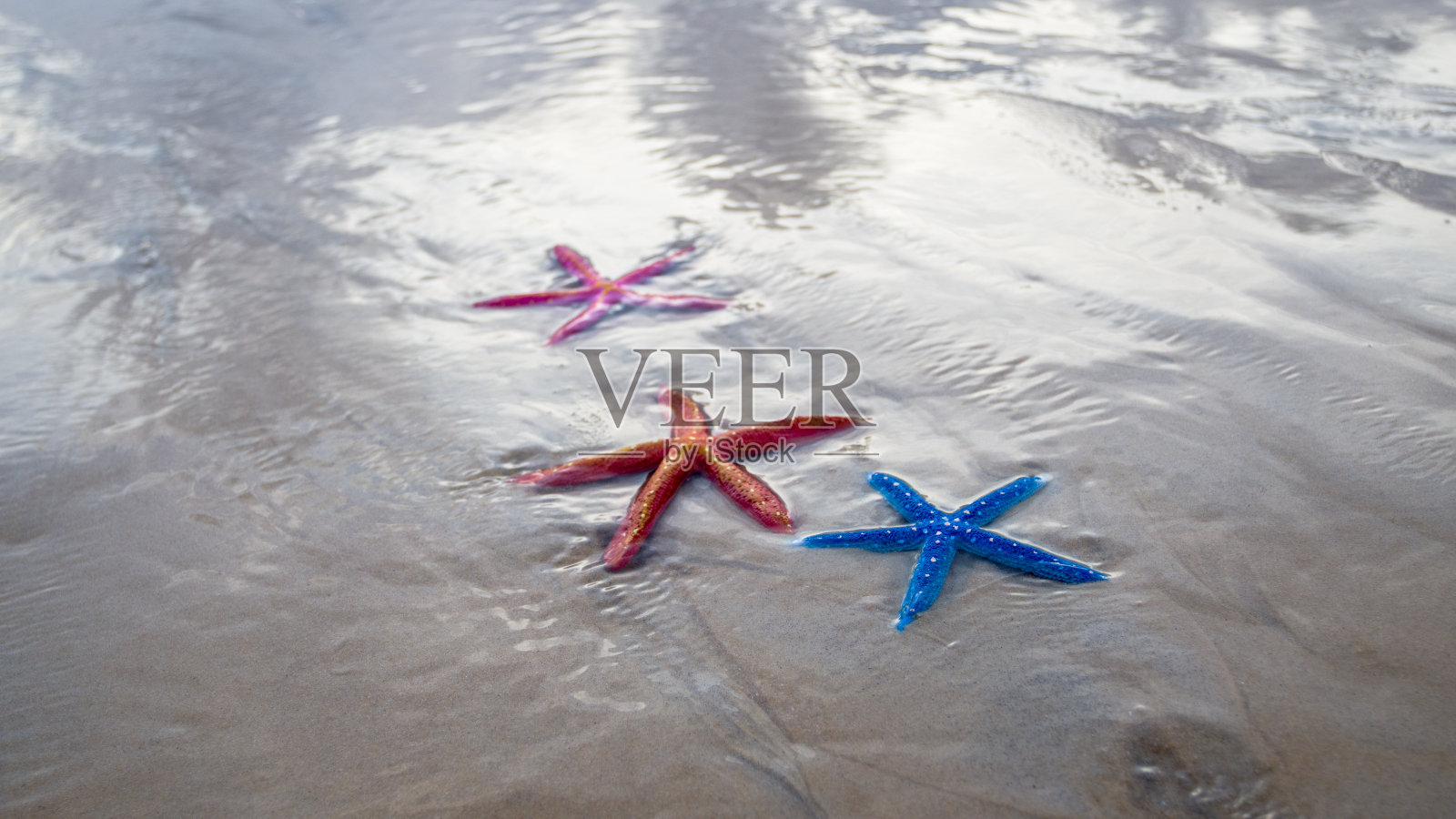 日落时分沙滩上五颜六色的海星。照片摄影图片