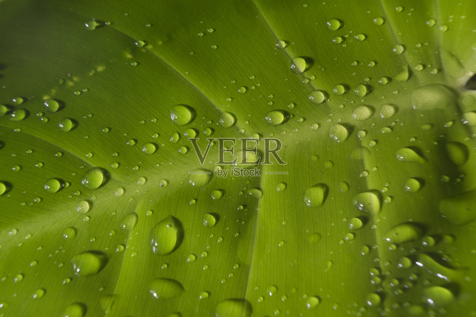 绿色植物，上面有水滴照片摄影图片