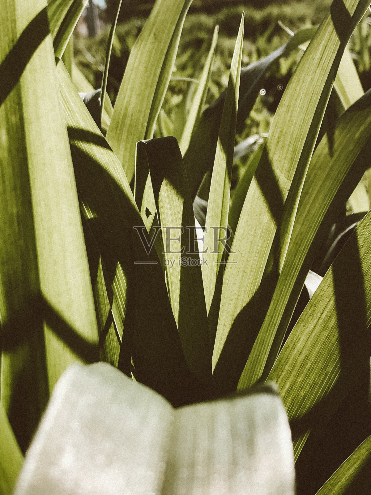 美丽的小草在夕阳的背景下，美丽的夏夜，大气的森林照片摄影图片