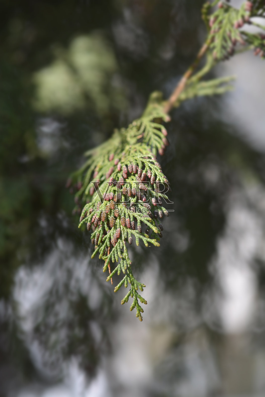 虚假的柏树照片摄影图片