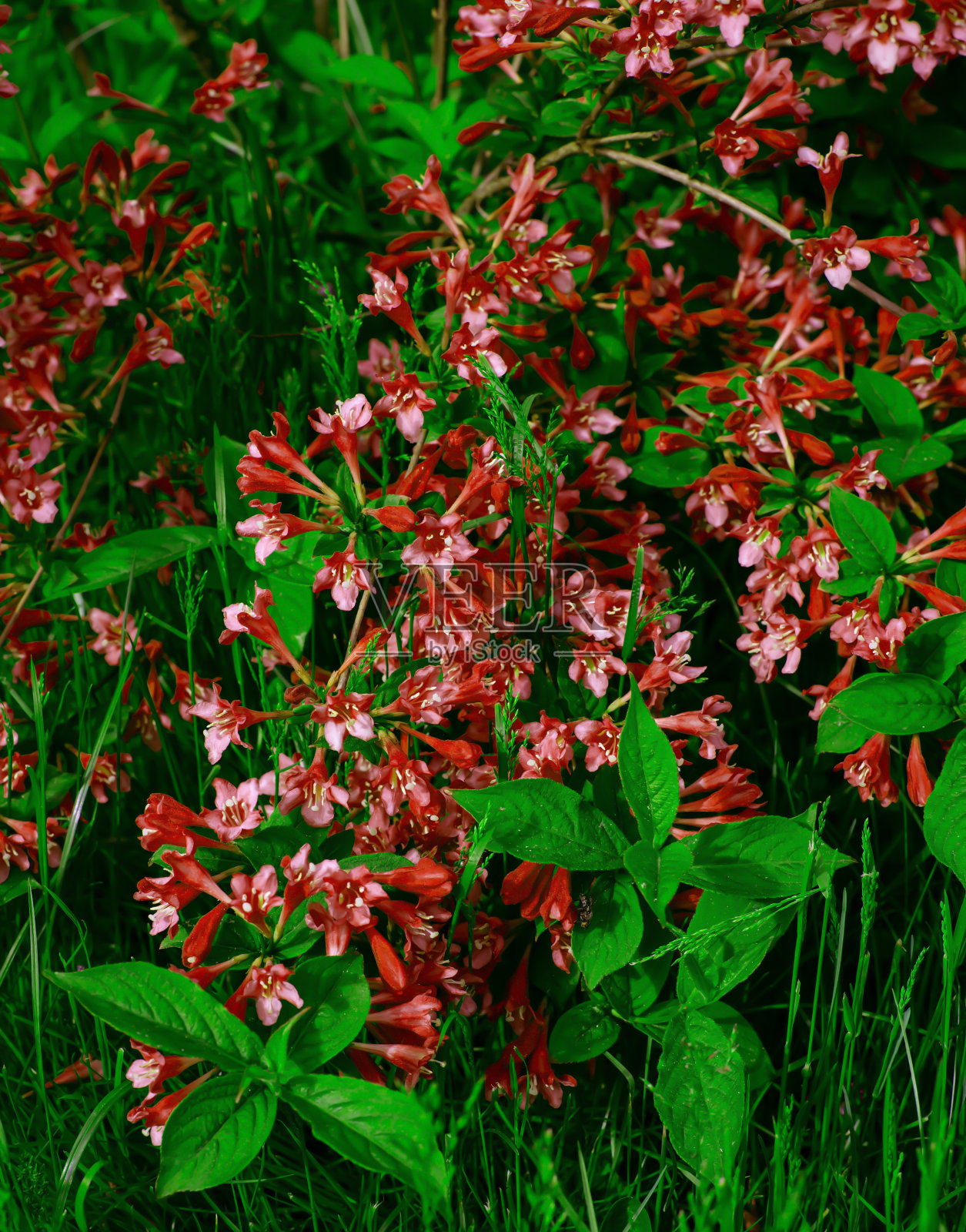 一丛美丽的红花。照片摄影图片