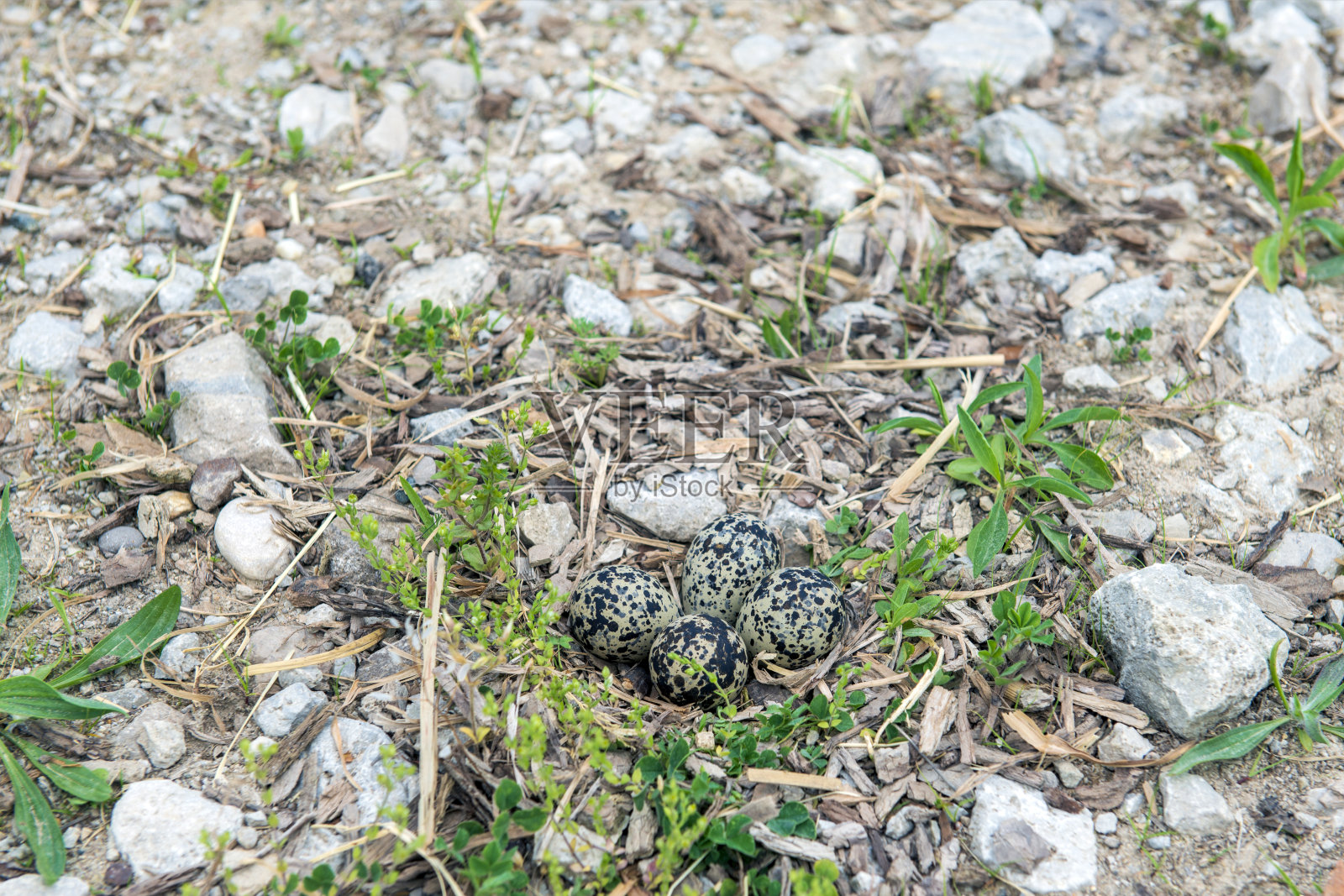 岩石中的鸟巢照片摄影图片