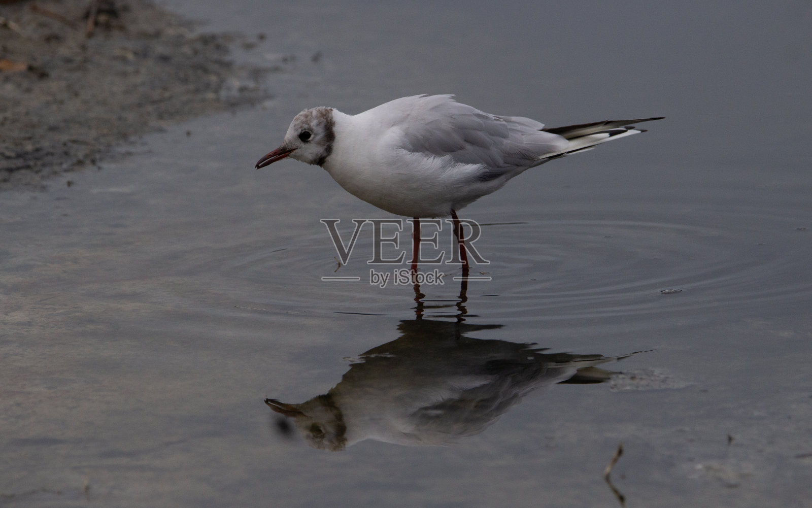 红嘴鸥照片摄影图片
