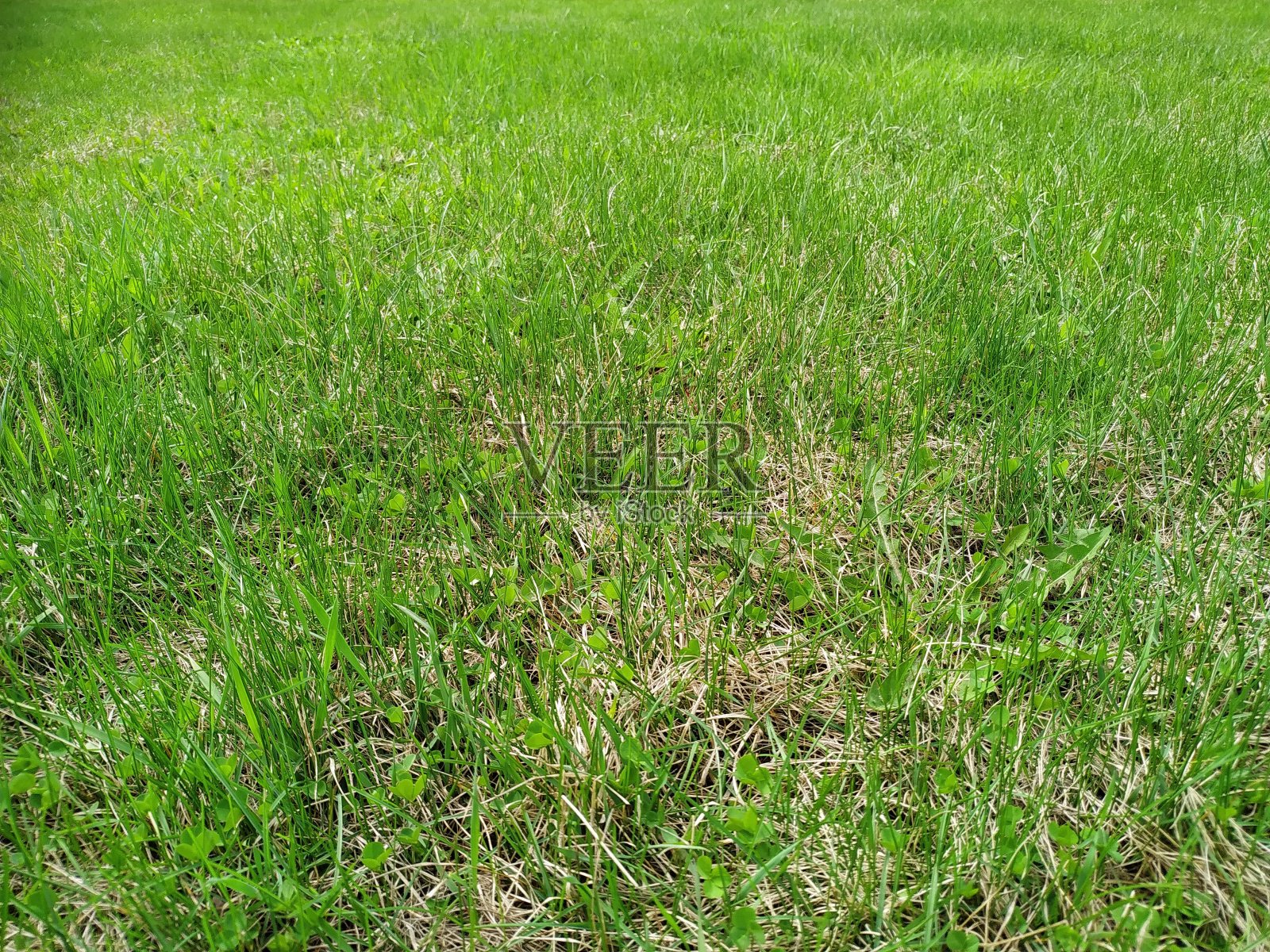 绿草纹理可以作为背景。绿色的草坪照片摄影图片