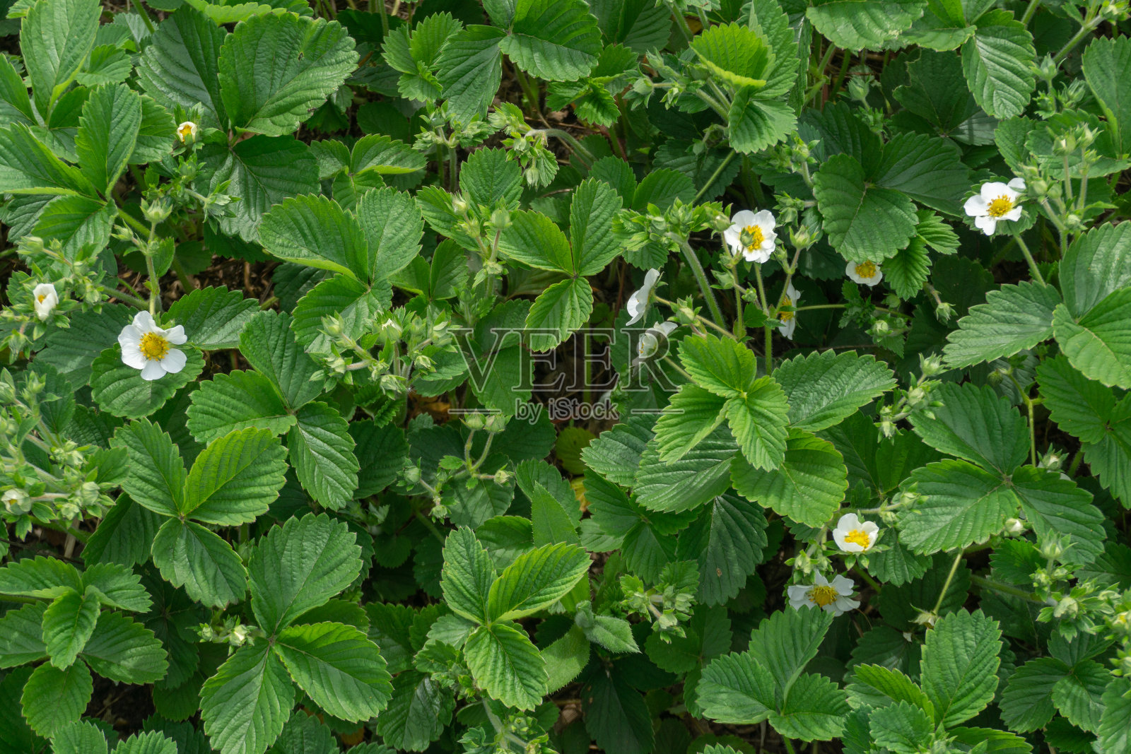 花园里的开花植物是草莓白色的花朵映衬着绿色的叶子。用你自己的双手去花园。环保产品照片摄影图片
