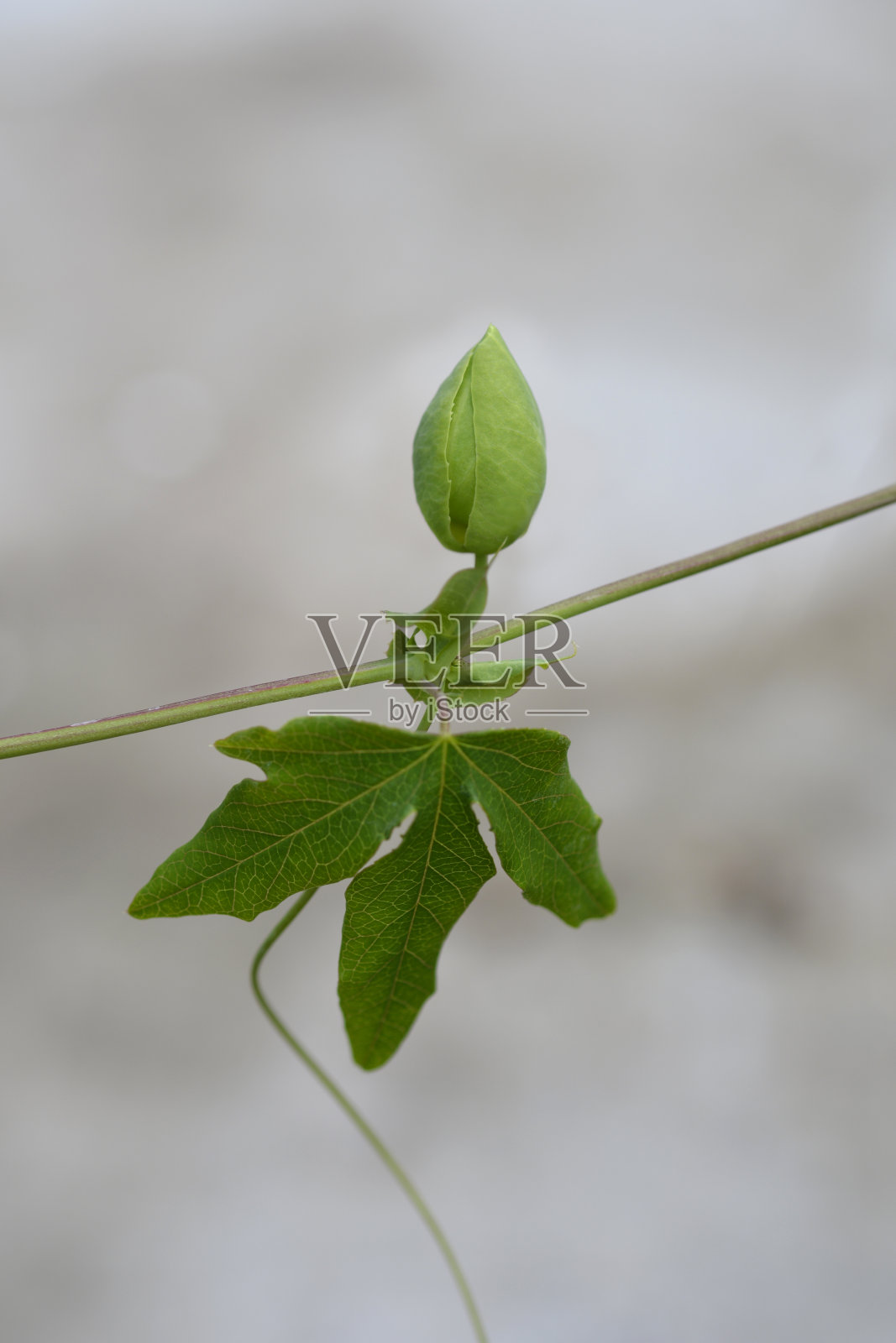 白雪皇后激情藤照片摄影图片