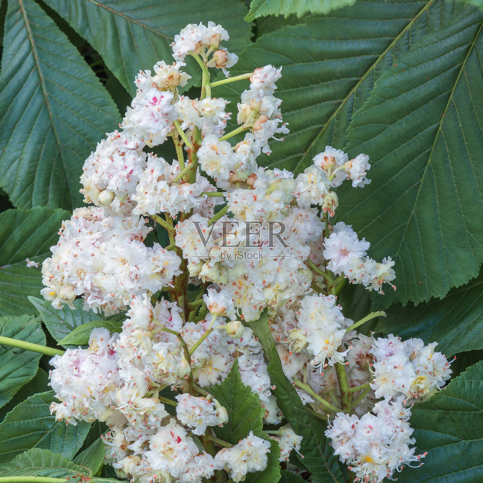 乌克兰基辅花园中的七叶树花。照片摄影图片