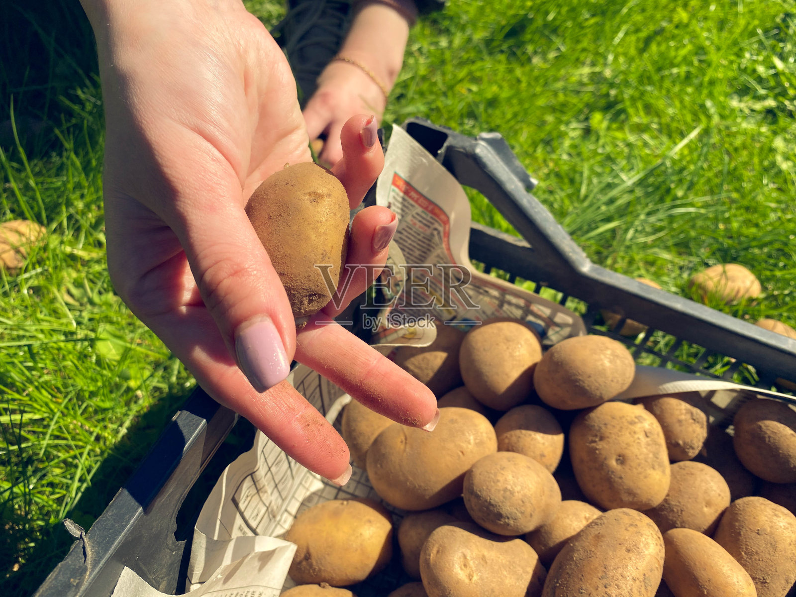 一把刚从地里挖出来的土豆。来自丹麦的一个农场。两只手捧着马铃薯，上面还沾着泥土照片摄影图片