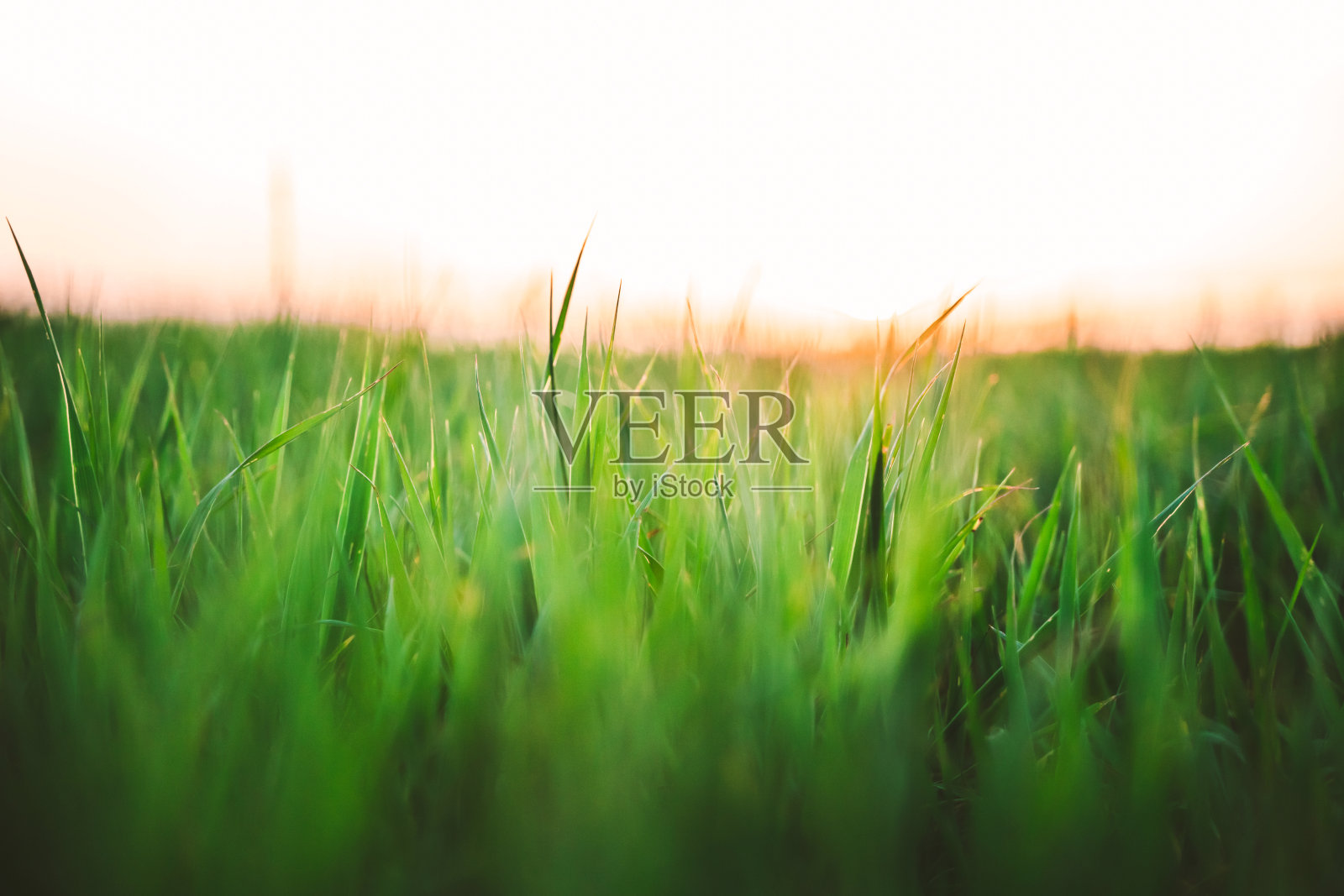 天然绿草背景与天空照片摄影图片