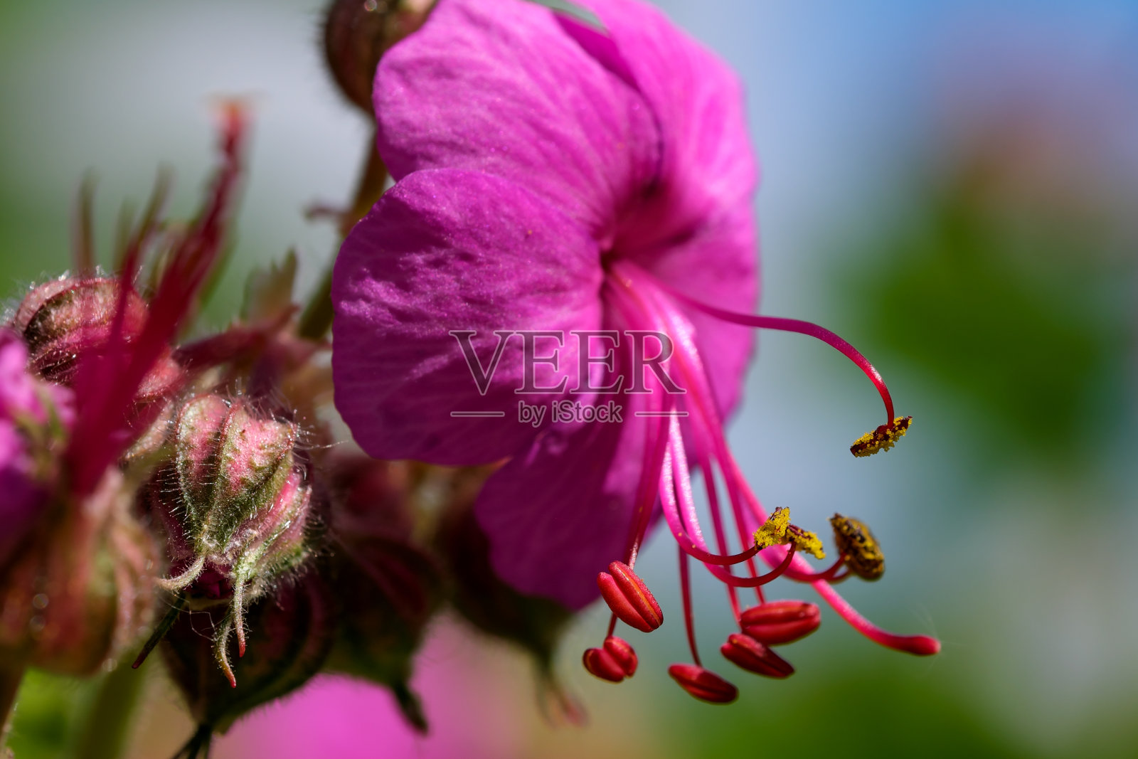 粉色的小花照片摄影图片