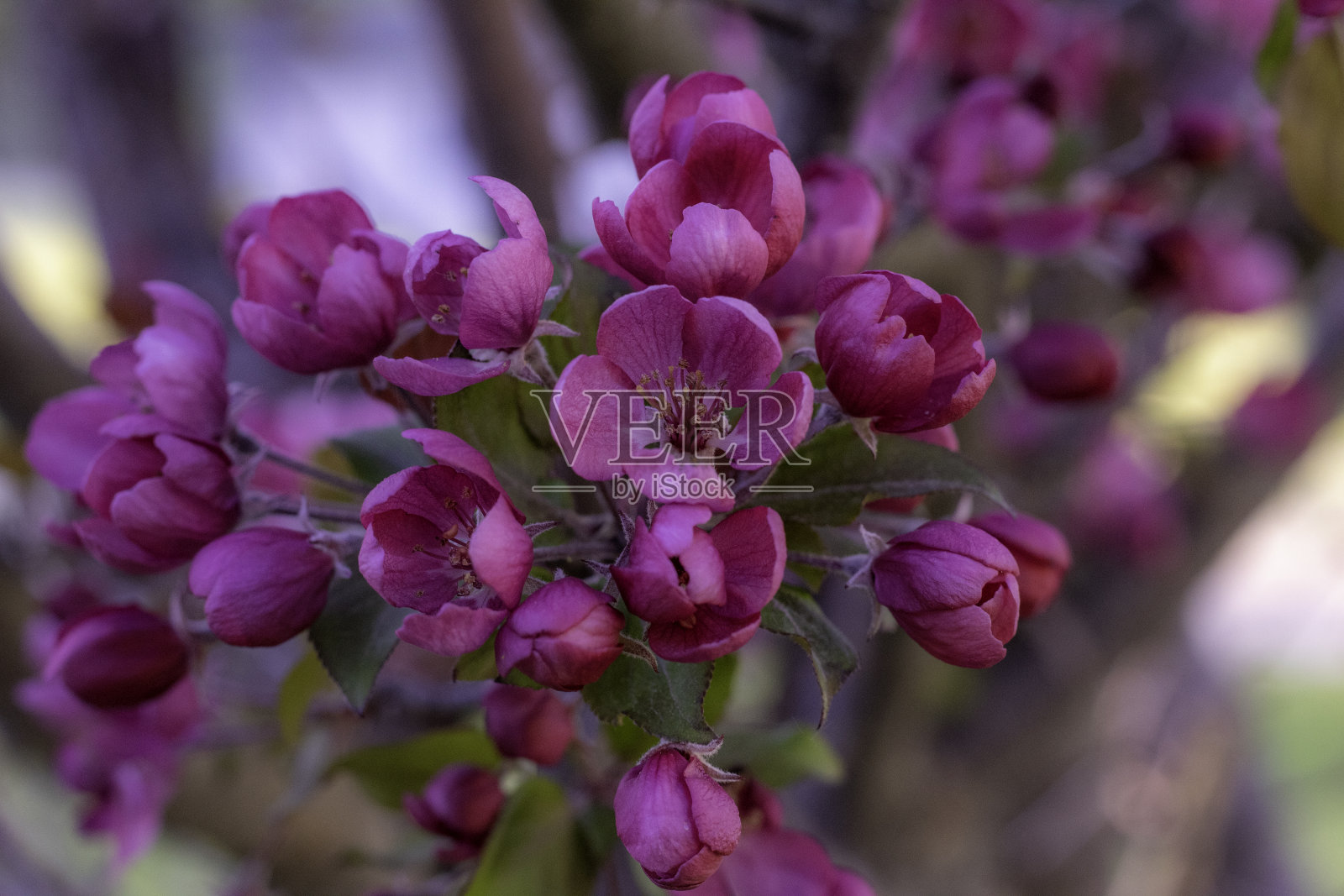 春天的花照片摄影图片