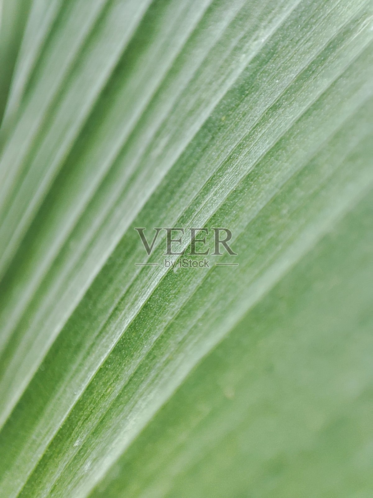 姜黄叶照片摄影图片