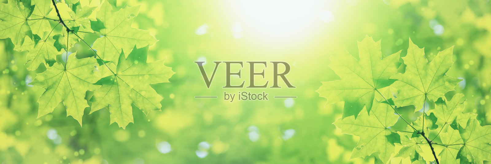 春天的风景，旗帜上的枫叶在一个阳光明媚的日子里在落叶林的树枝上照片摄影图片