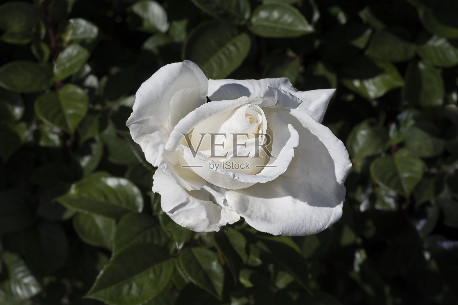 花园里长着深绿色叶子的白玫瑰。照片摄影图片