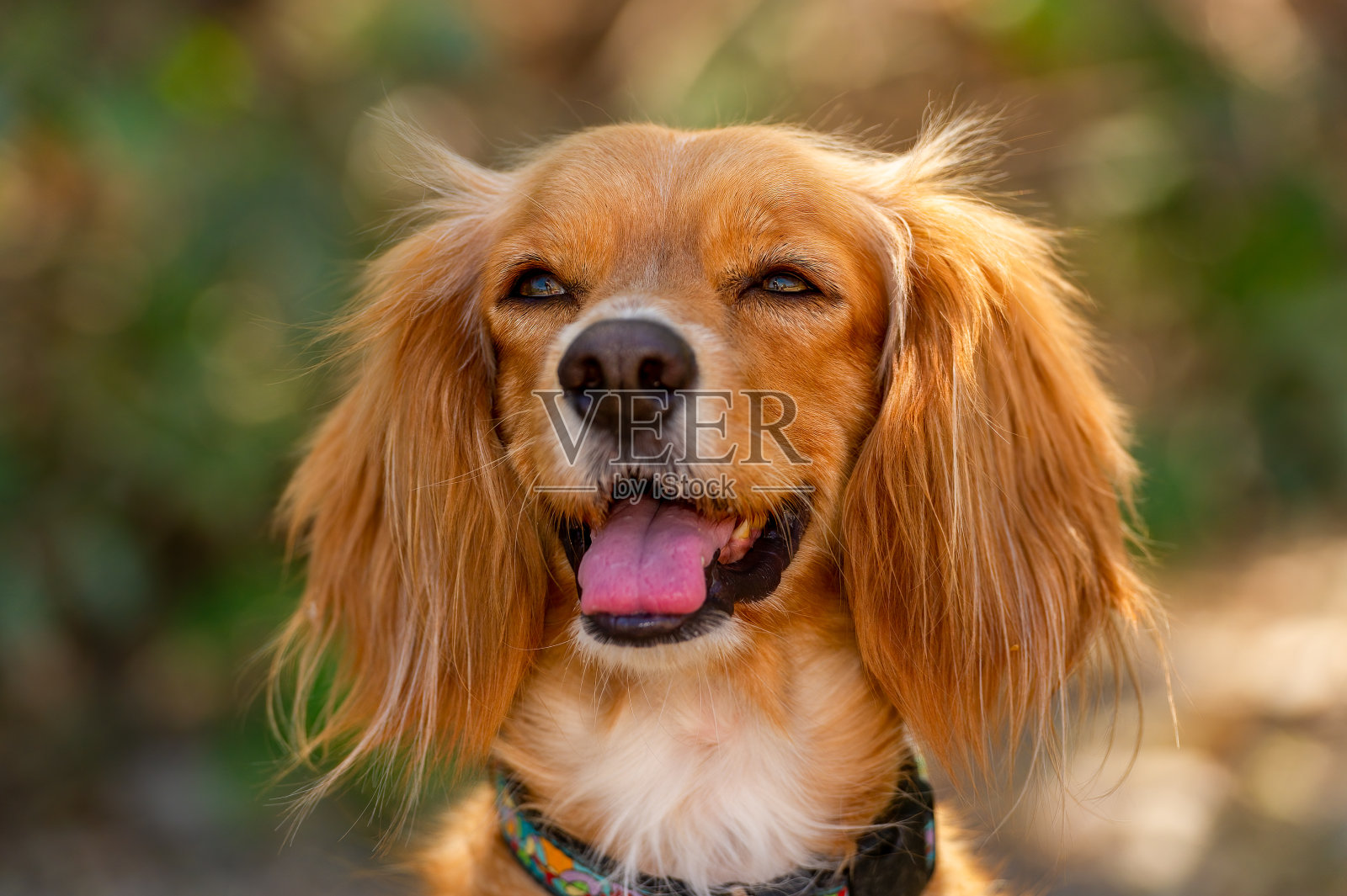 小猎犬的狗照片摄影图片