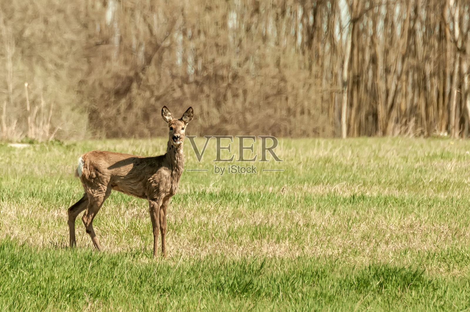 田野上的狍子照片摄影图片