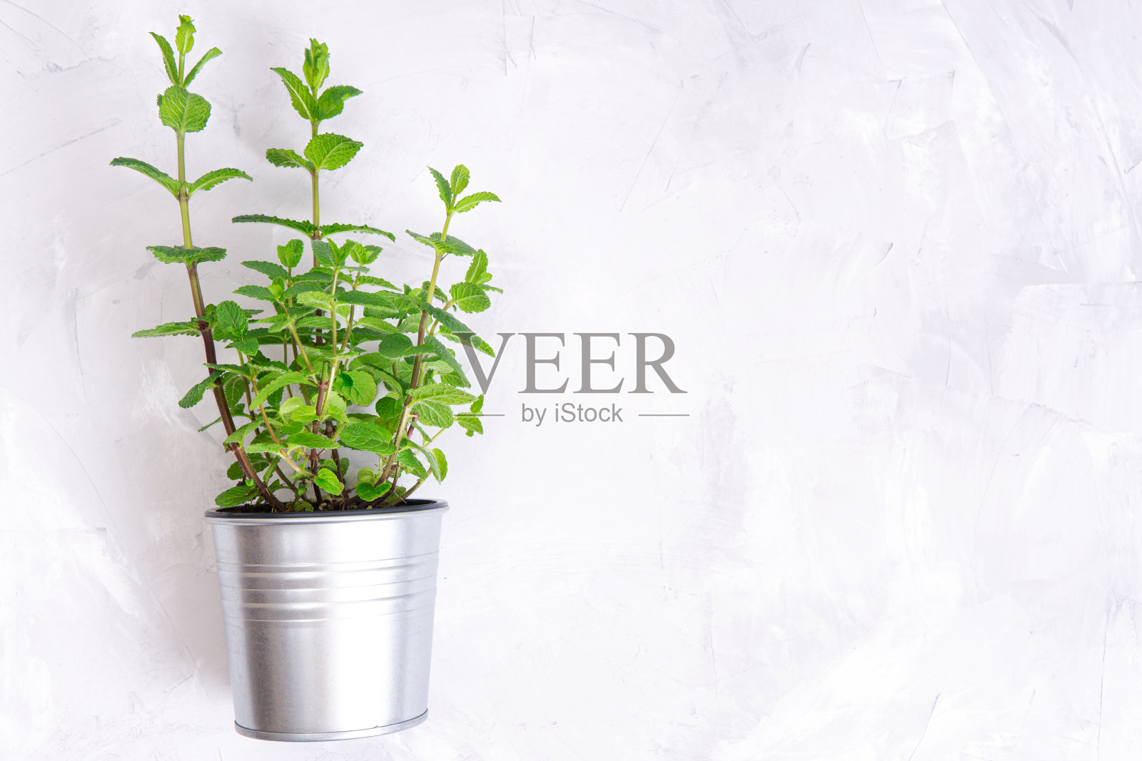 薄荷植物在一个钢锅孤立的混凝土背景照片摄影图片