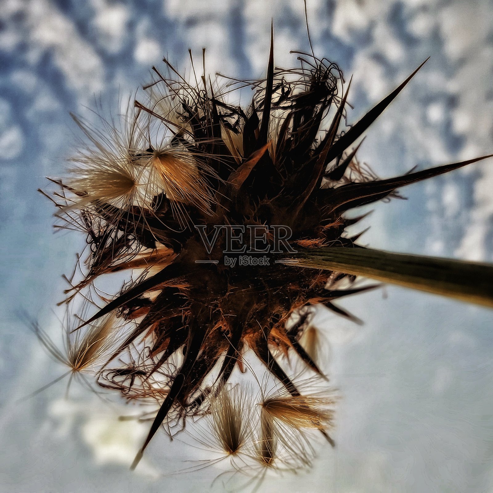以天空为背景从下面拍摄的多刺植物照片摄影图片