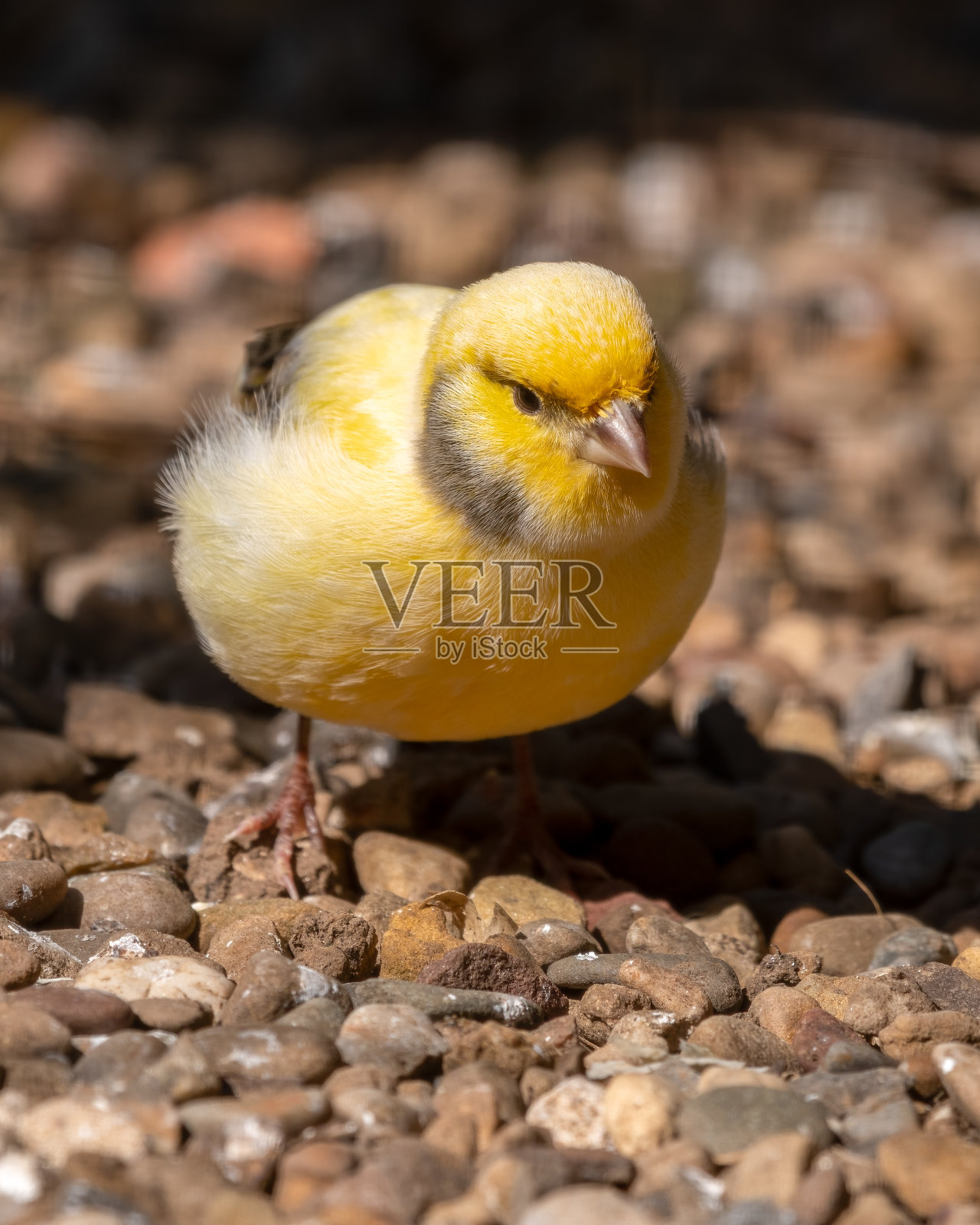 黄色金丝雀在地上行走照片摄影图片