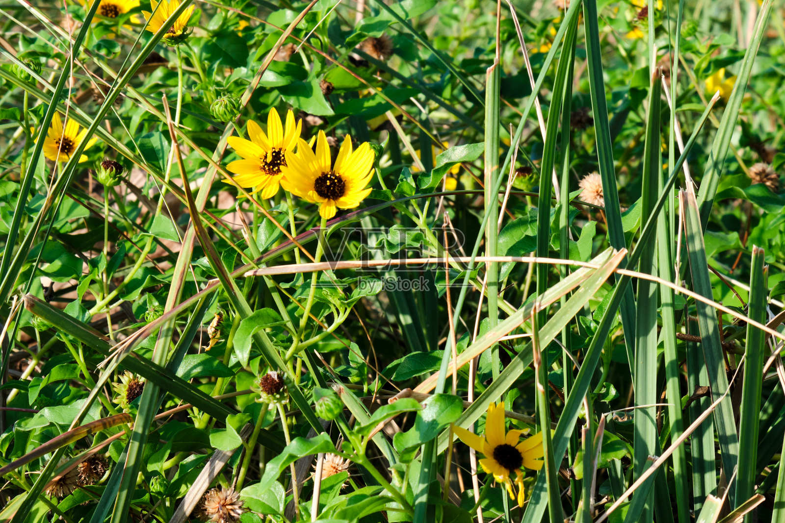 海滩向日葵(向日葵)照片摄影图片