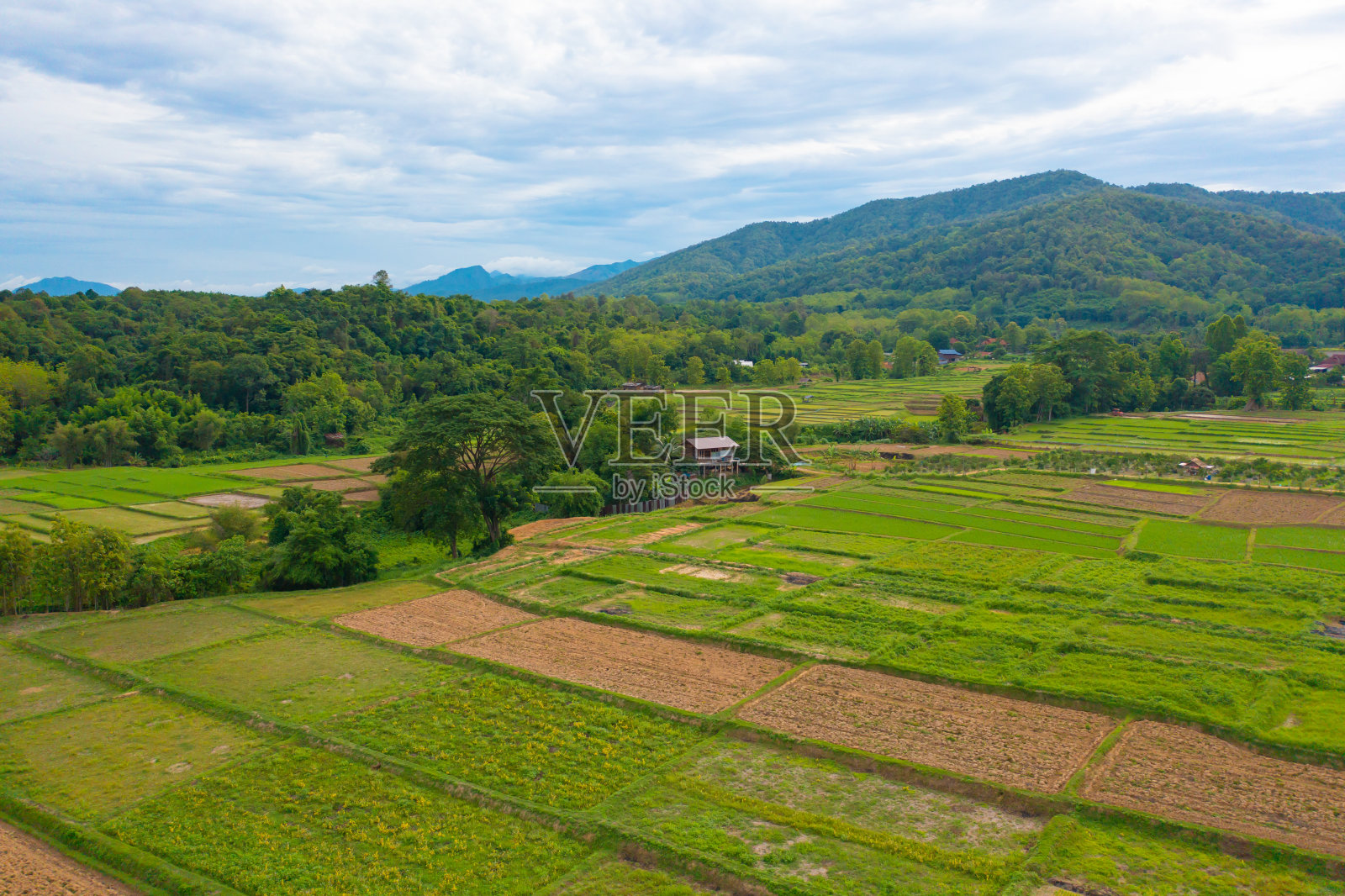 鸟瞰旱草、稻谷、农作物田，绿色山岗农业理念。泰国的自然景观背景。收成。干旱。照片摄影图片