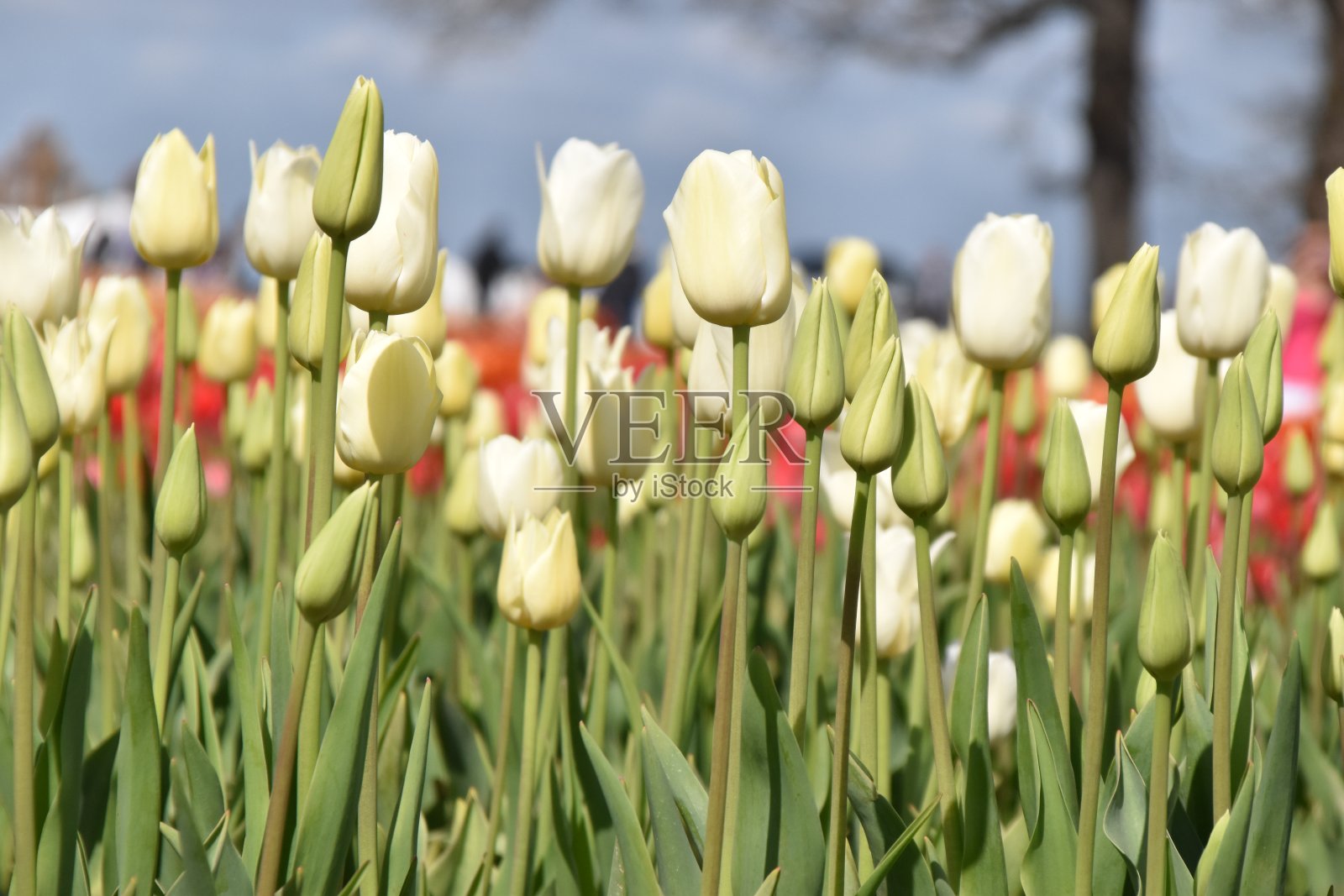阳光明媚的日子里美丽的郁金香照片摄影图片