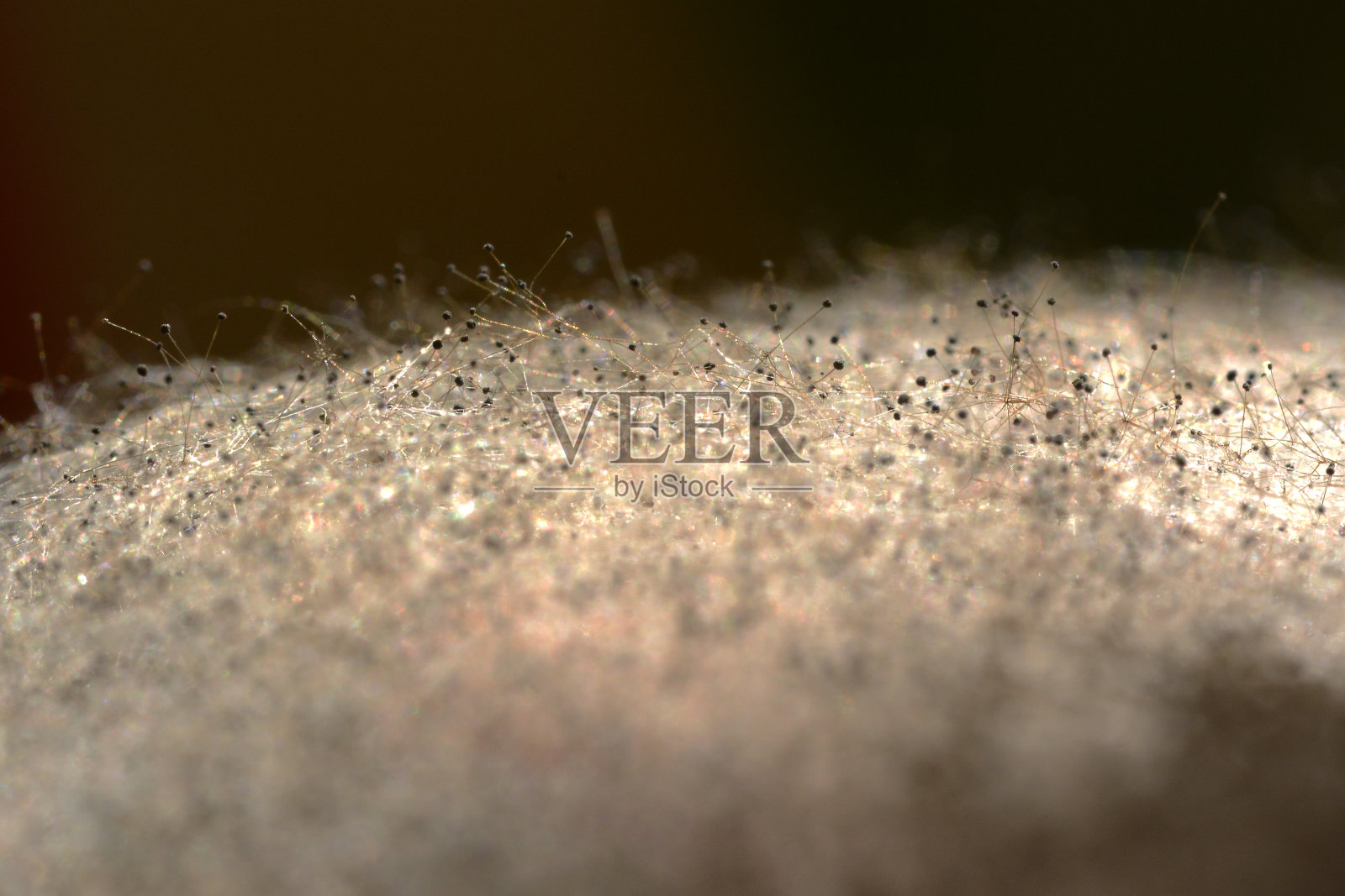 根霉宏观视图照片摄影图片