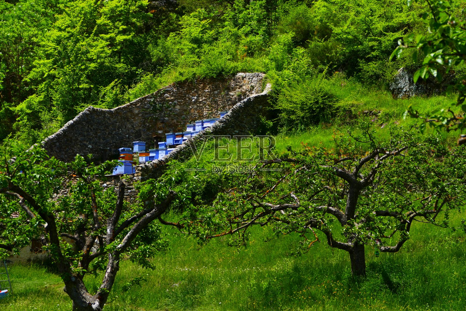 乡下的养蜂场，在拉布里格附近，阿尔卑斯-滨海照片摄影图片