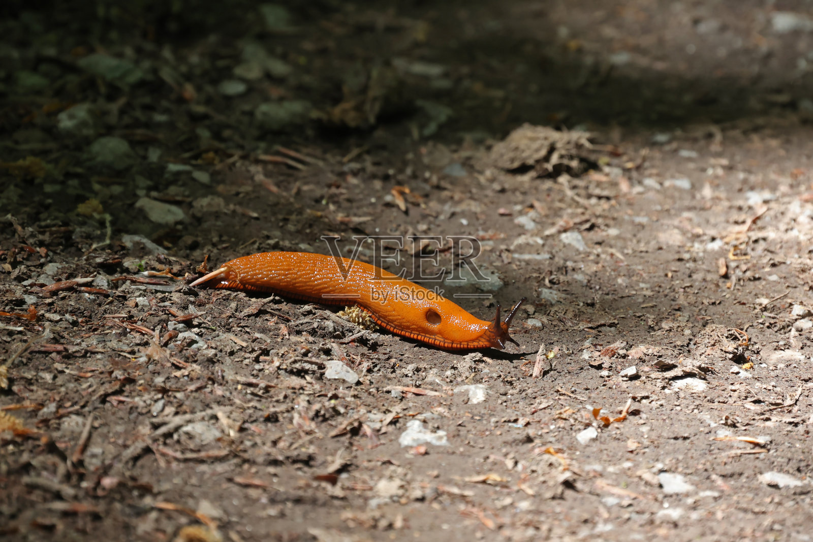 西班牙鼻涕虫在地上慢慢地爬照片摄影图片