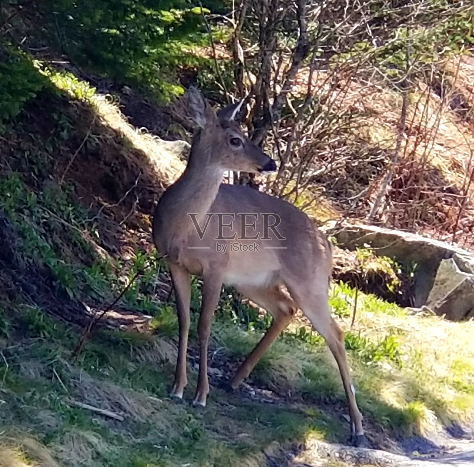 哦,鹿照片摄影图片