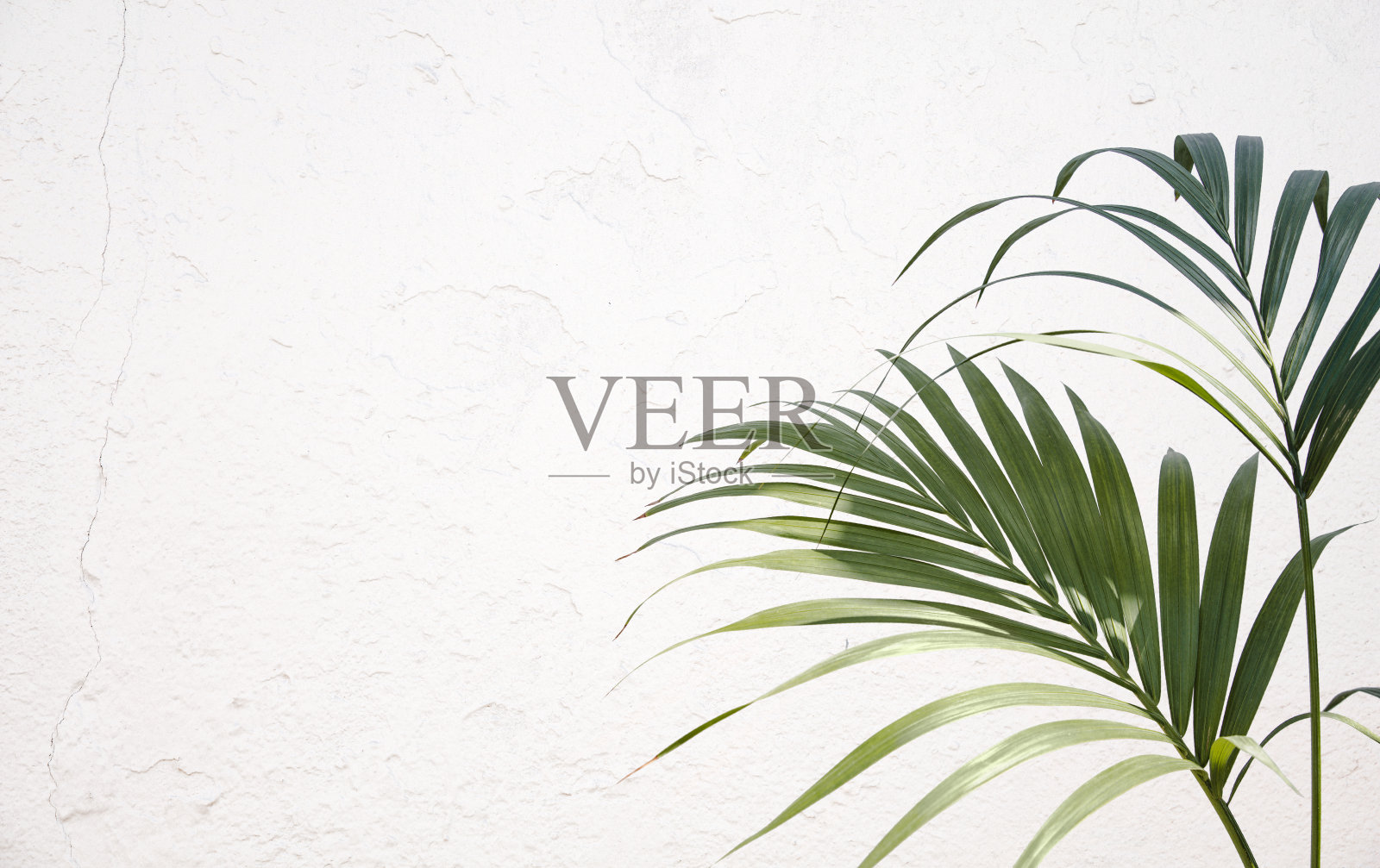 新鲜的绿色热带棕榈叶或叶子。肯特棕榈白墙背景照片摄影图片