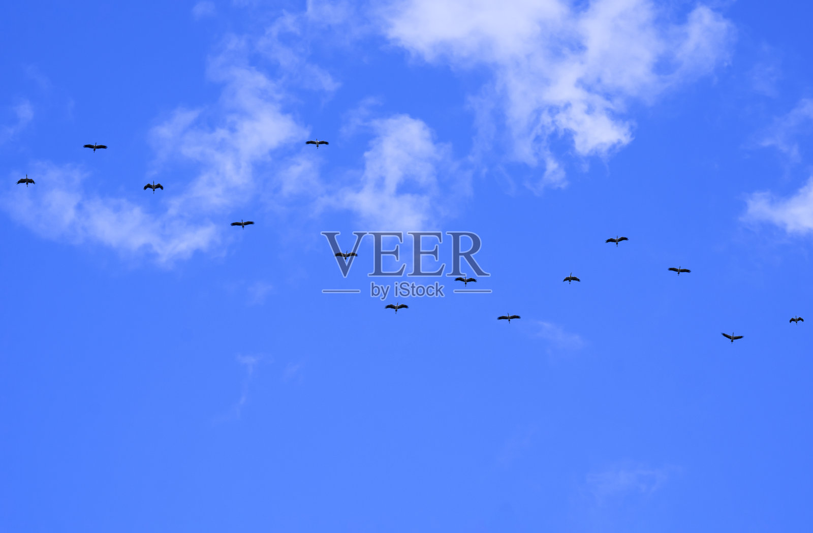 一群亚洲鹤在白云和蓝天的映衬下蜿蜒飞翔照片摄影图片