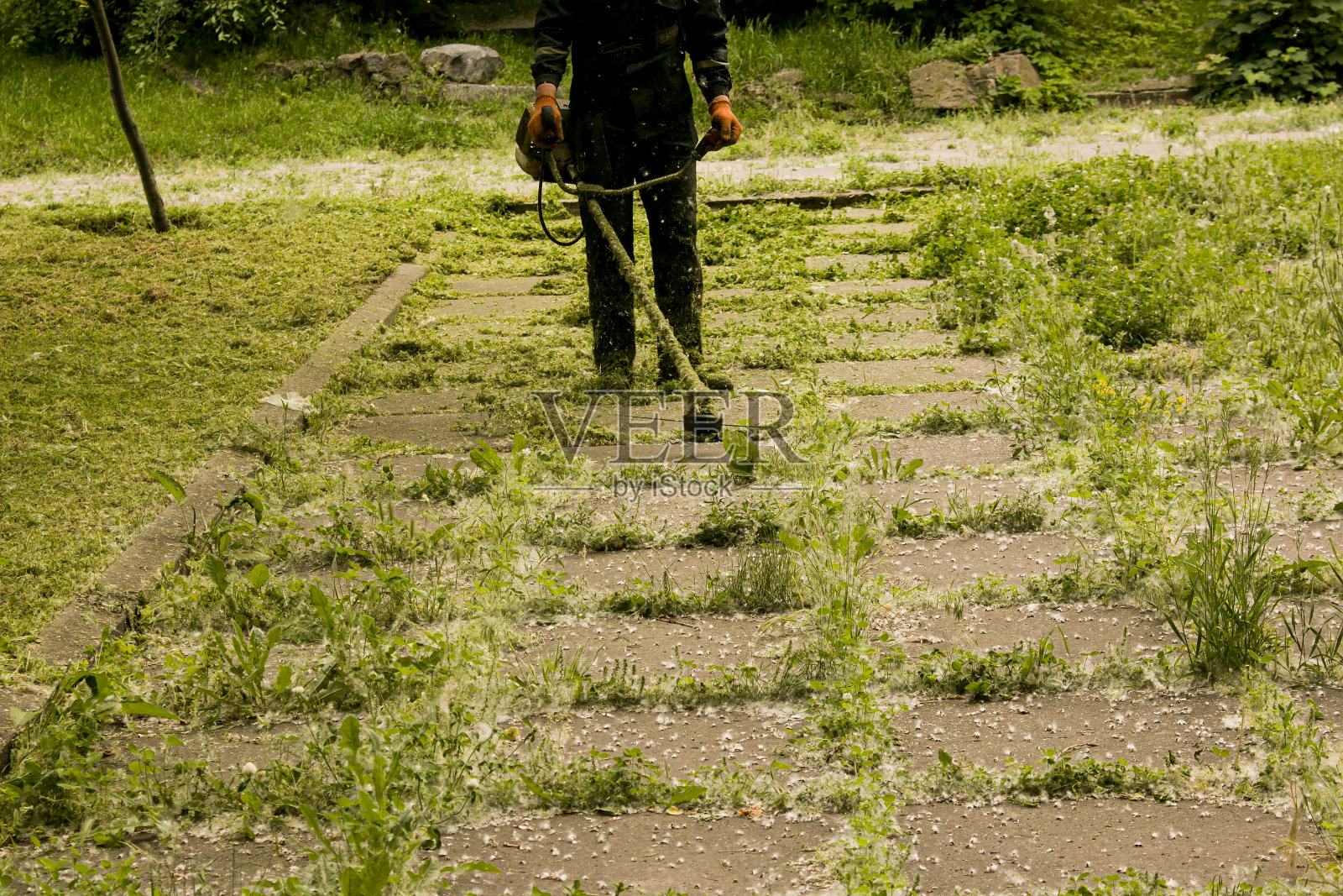 夏天在公园工作。园丁正在割草。一名男子使用没有保护性覆盖物的草坪修剪机。照片摄影图片