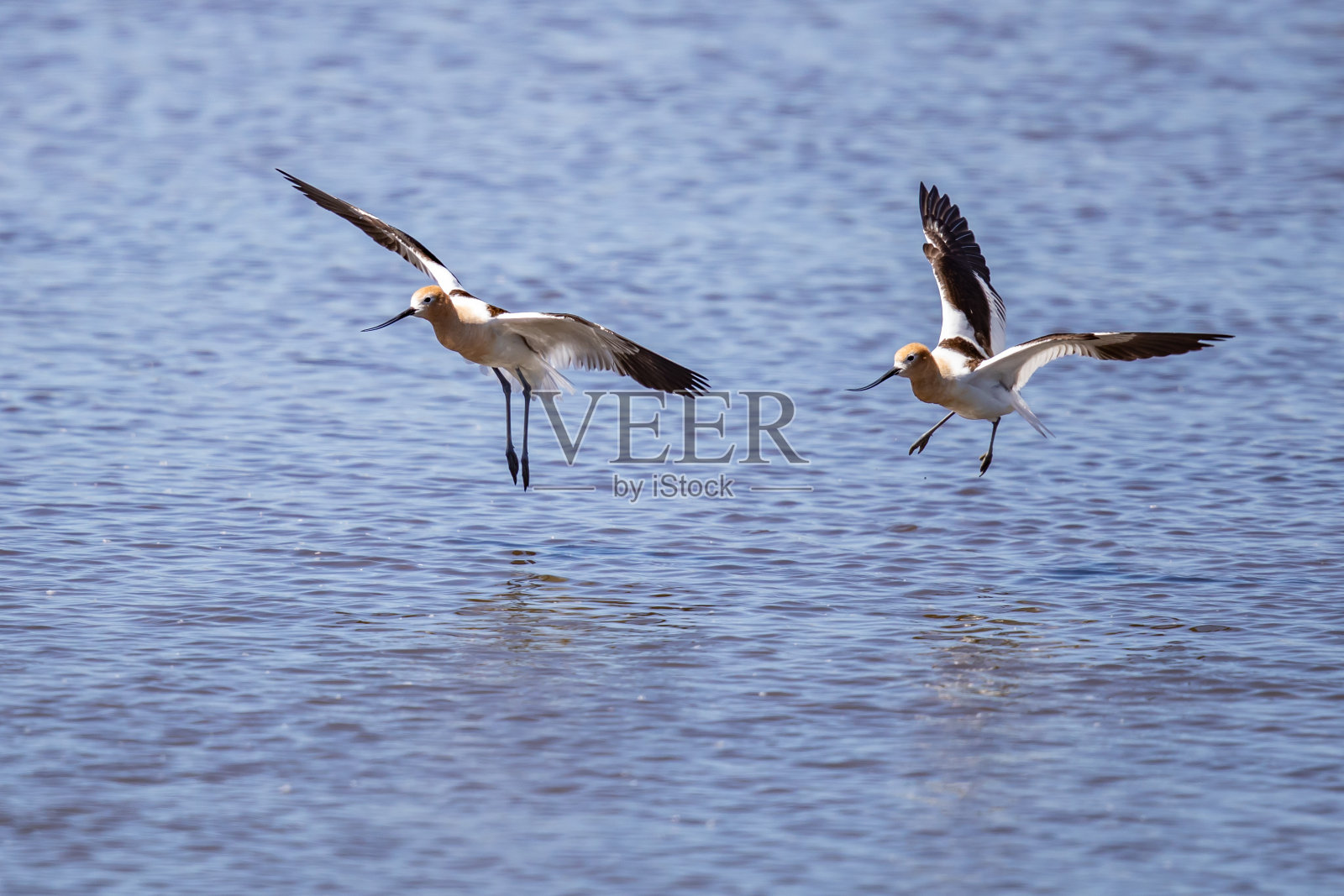 一对美国avocts在马勒湖上空飞行照片摄影图片