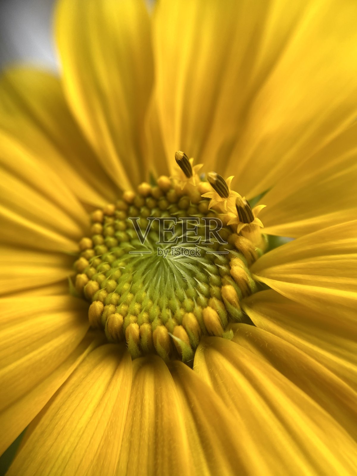 中心照片摄影图片