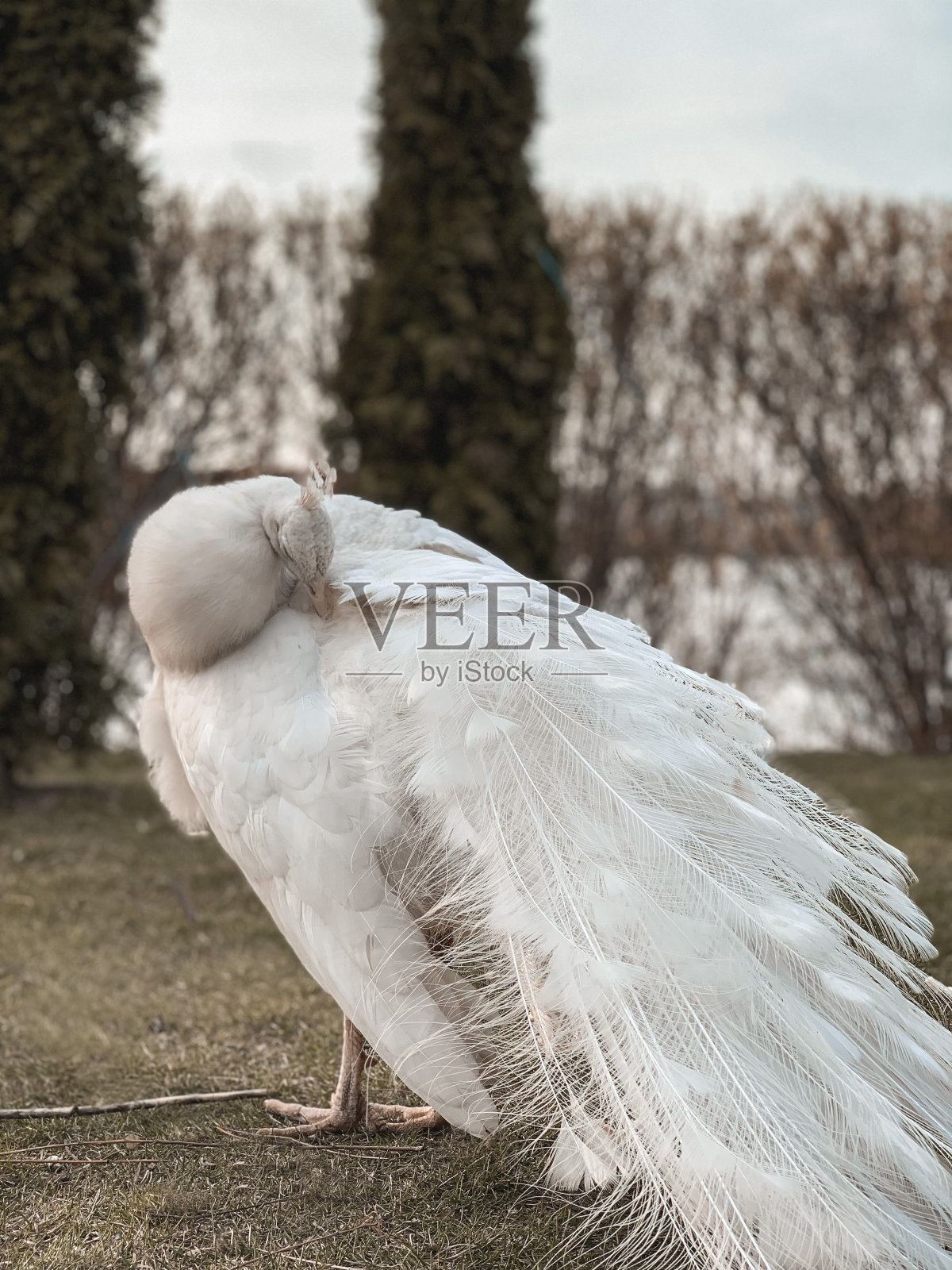 白孔雀照片摄影图片