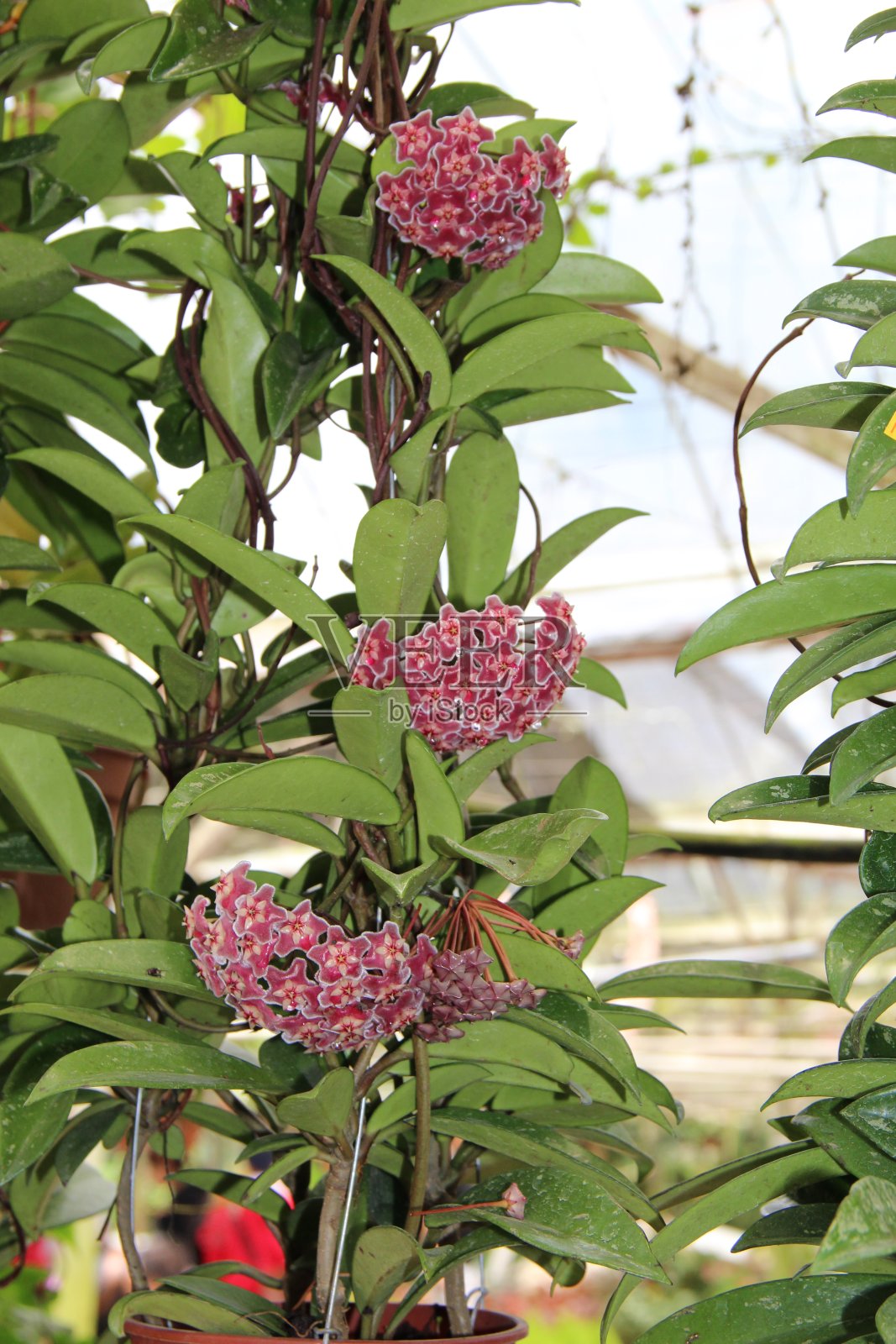 花卉和植物照片摄影图片