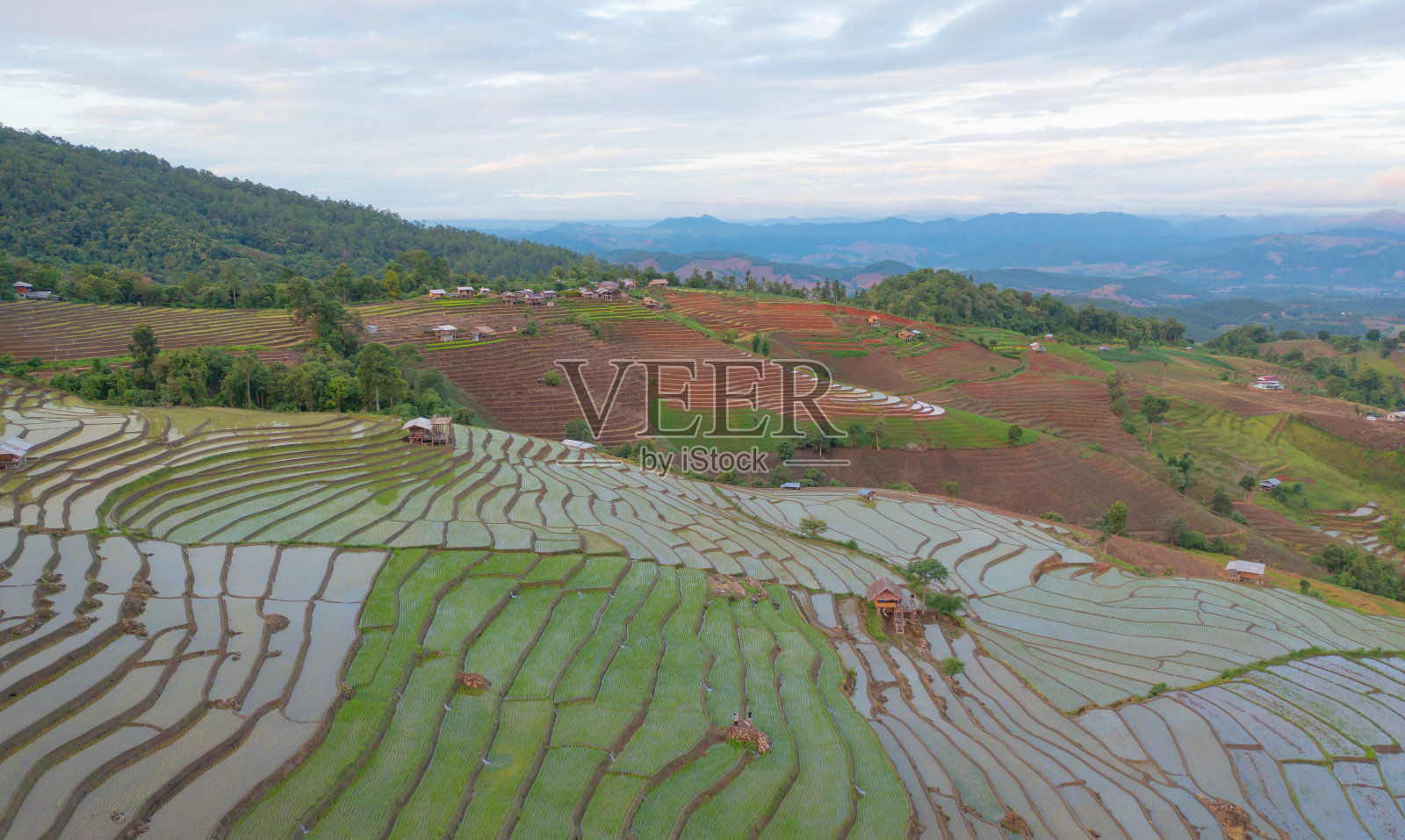 鸟瞰图水稻梯田与水反射，绿色农田在农村，山丘陵山谷，帕邦平，泰国清迈。自然景观。农作物的收成。照片摄影图片