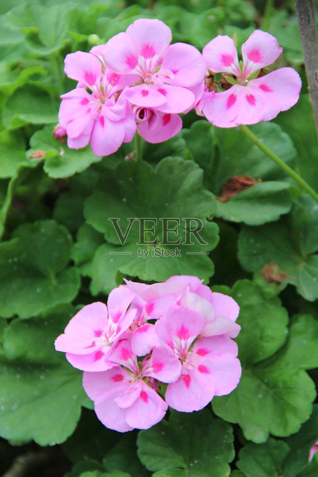 花卉和植物照片摄影图片