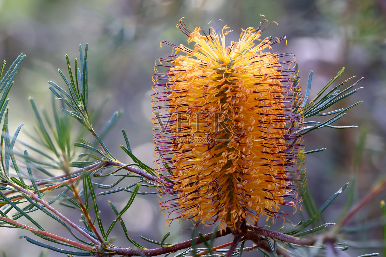 发夹拔克西木属照片摄影图片