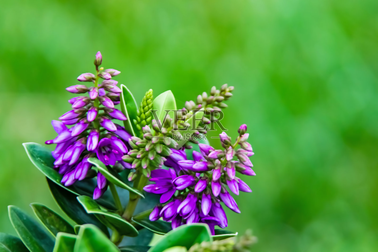 大自然中有维罗妮卡植物，绿叶紫花照片摄影图片
