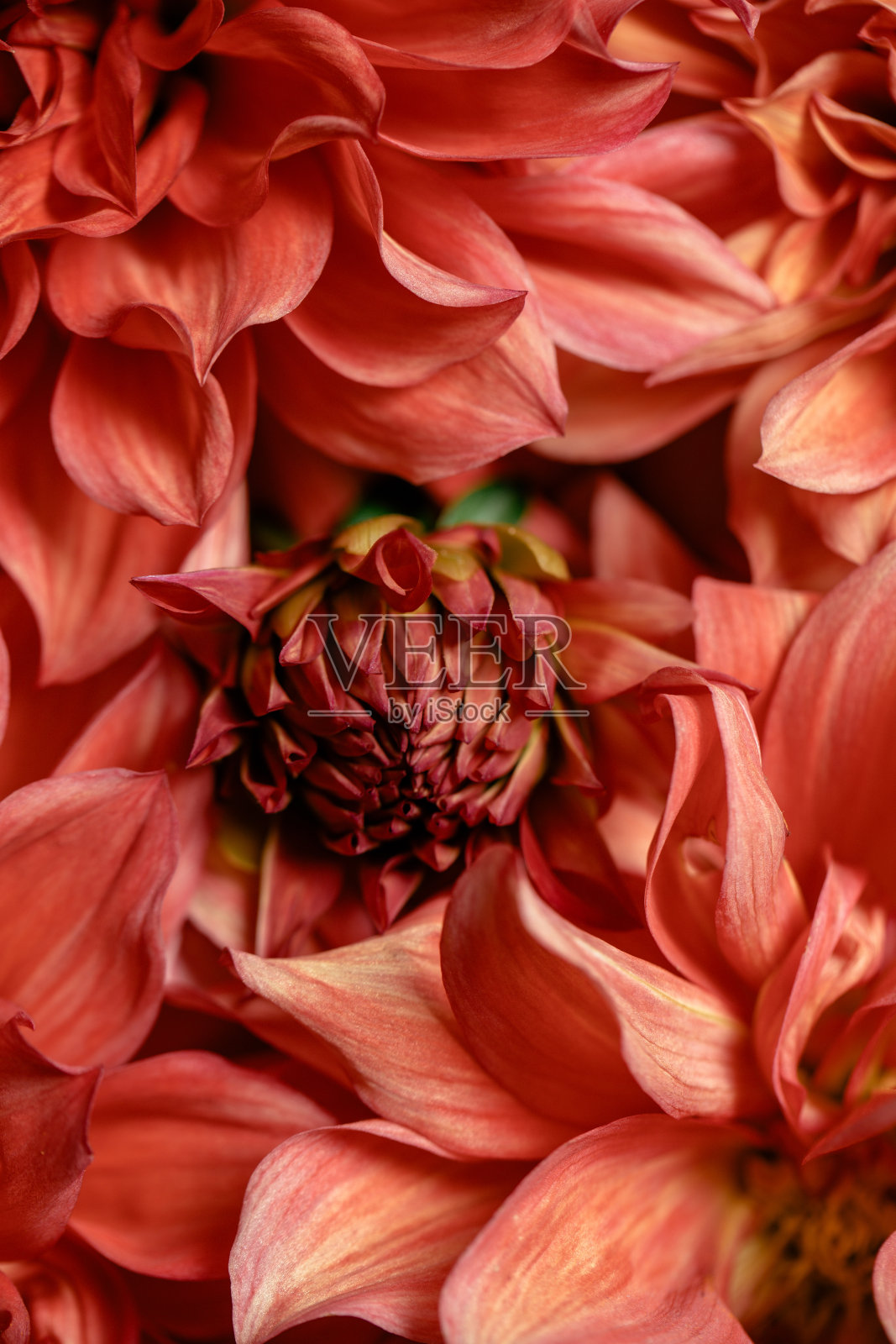 珊瑚菊芽宏，花卉抽象背景。特写，粉彩背景，柔和的焦点。照片摄影图片