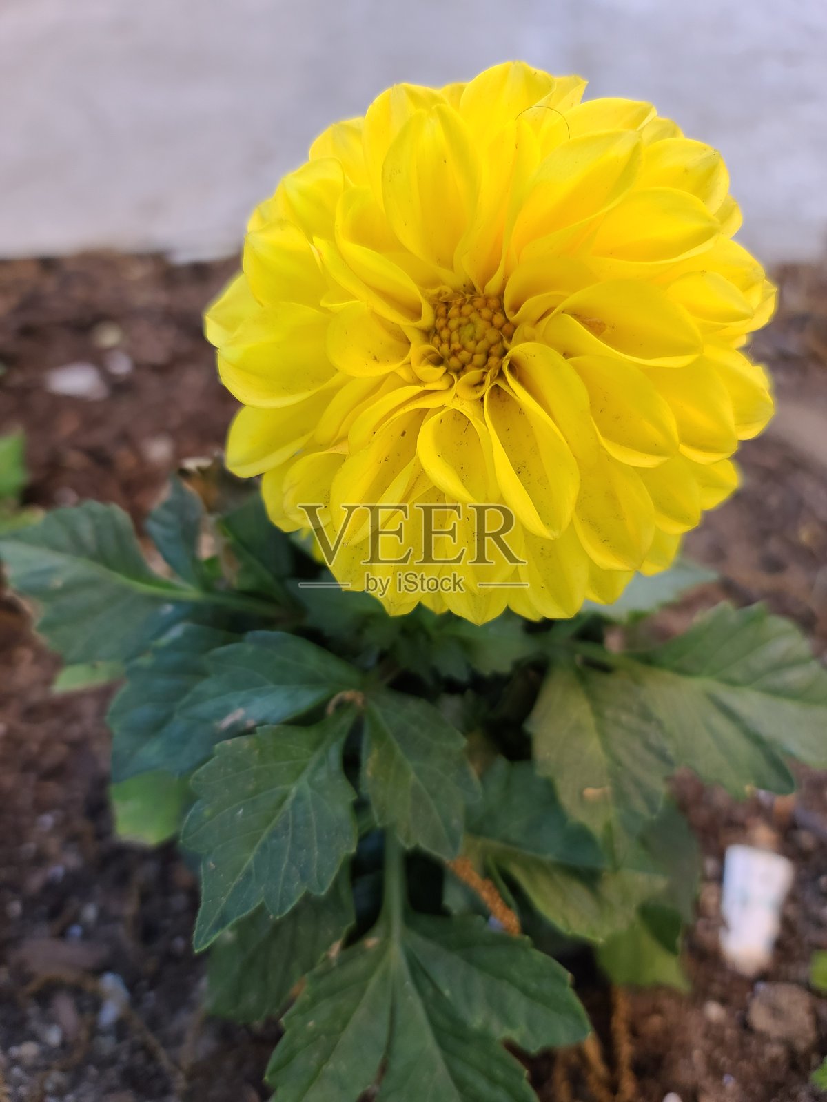 美丽的黄色的花照片摄影图片