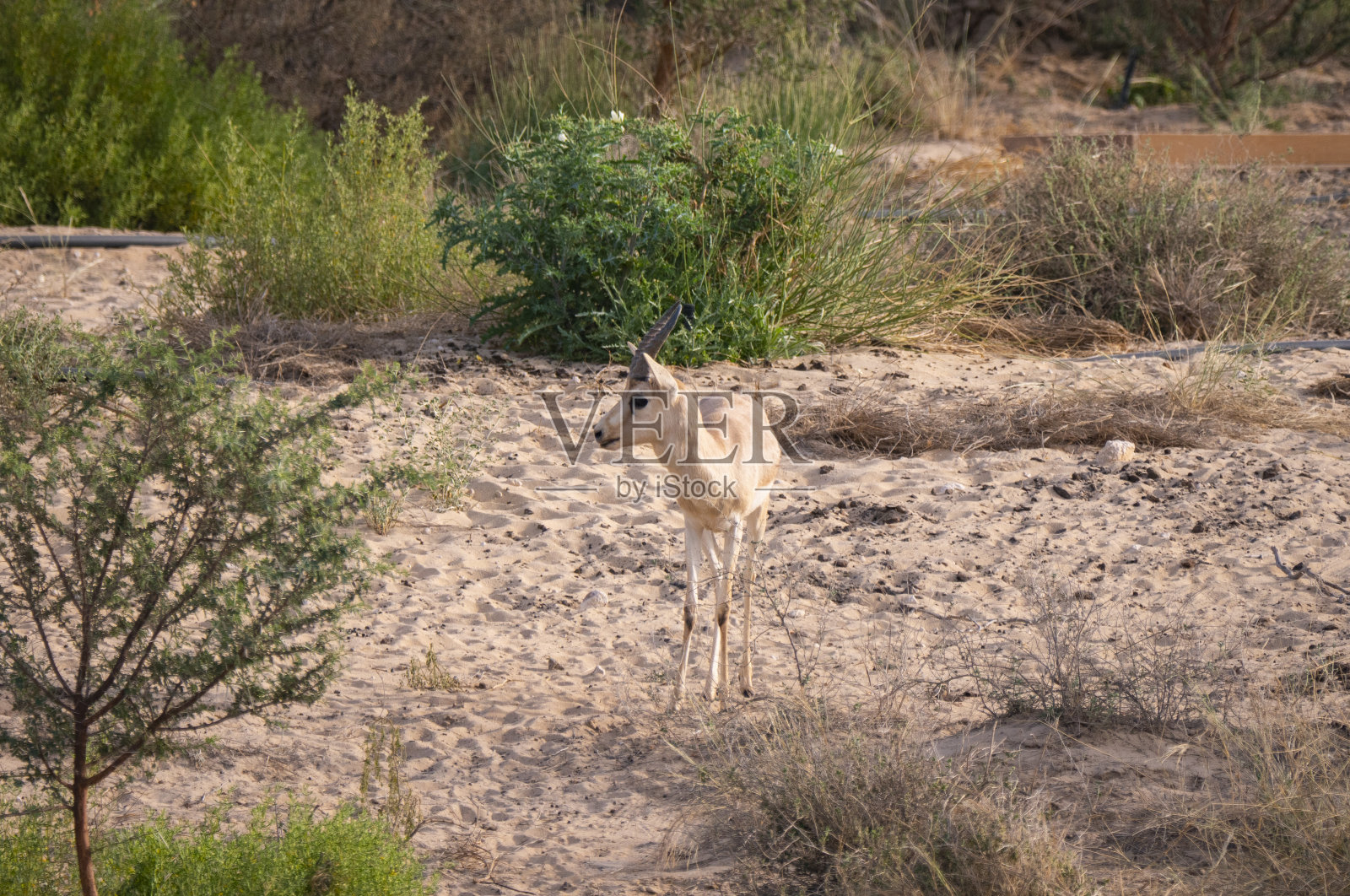 沙特阿拉伯圈养自然栖息地保护项目中的沙瞪羚照片摄影图片