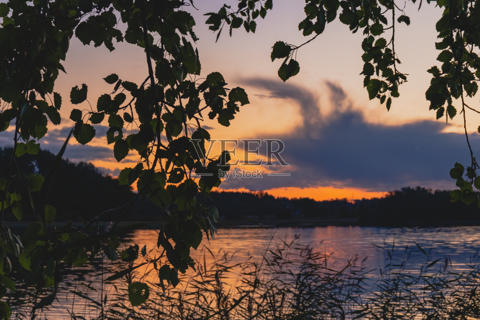 透过湖上的树叶看日落照片摄影图片