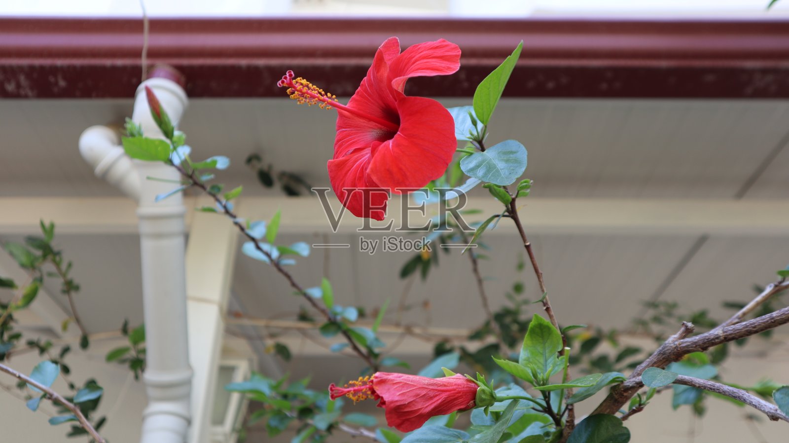 近距离观察自然中的芙蓉花。照片摄影图片