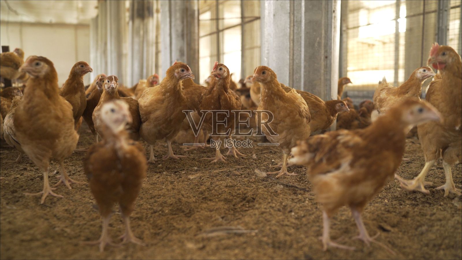 一群自由放养的鸡在有机农场外面自由放牧。有机农业，动物权利。照片摄影图片