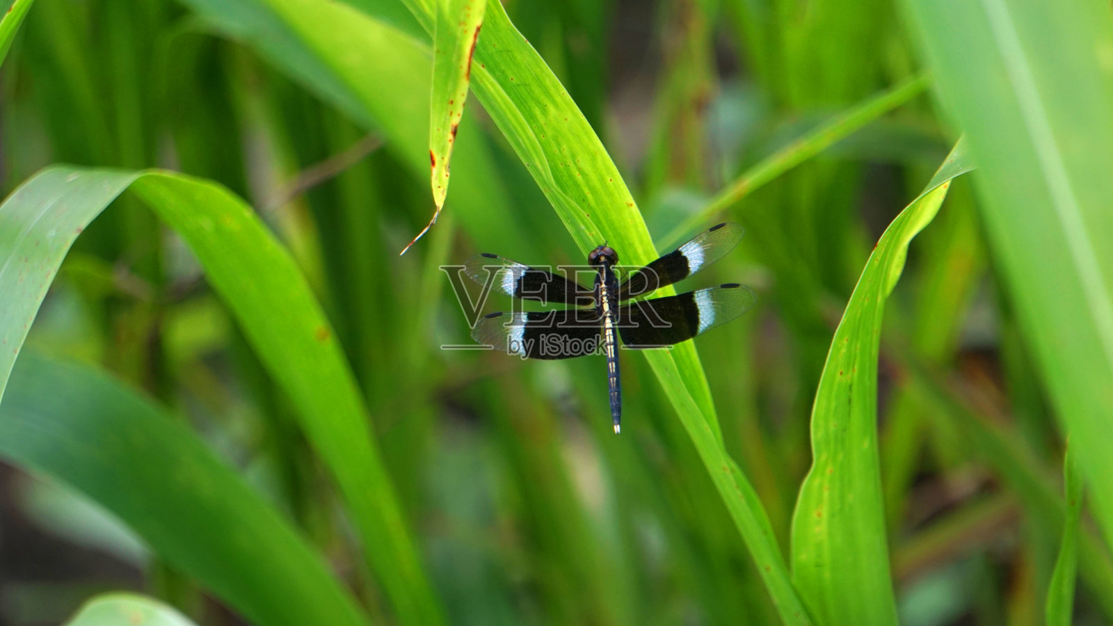 Neurothemis tullia，一种彩衣掠稻蜻蜓，是一种发现于南亚和东南亚的蜻蜓。印度马哈拉施特拉邦萨塔拉照片摄影图片