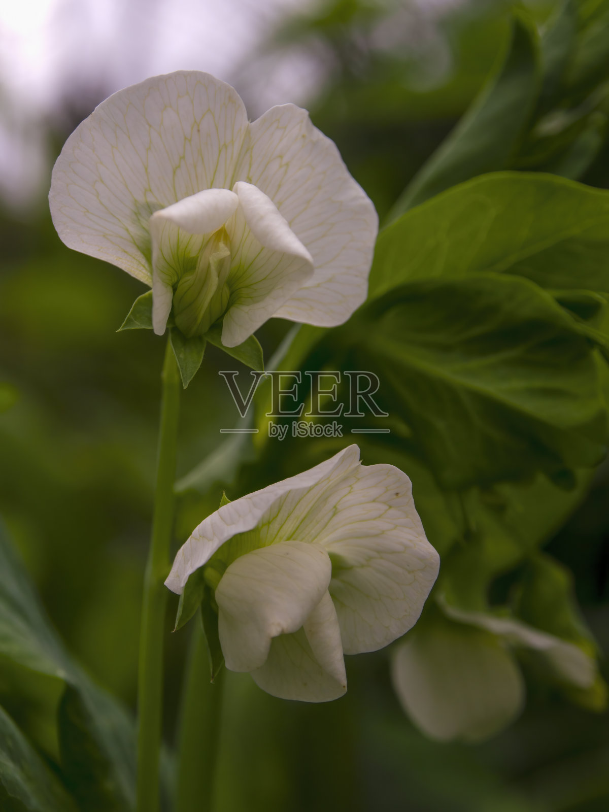 豌豆花的微距摄影照片摄影图片